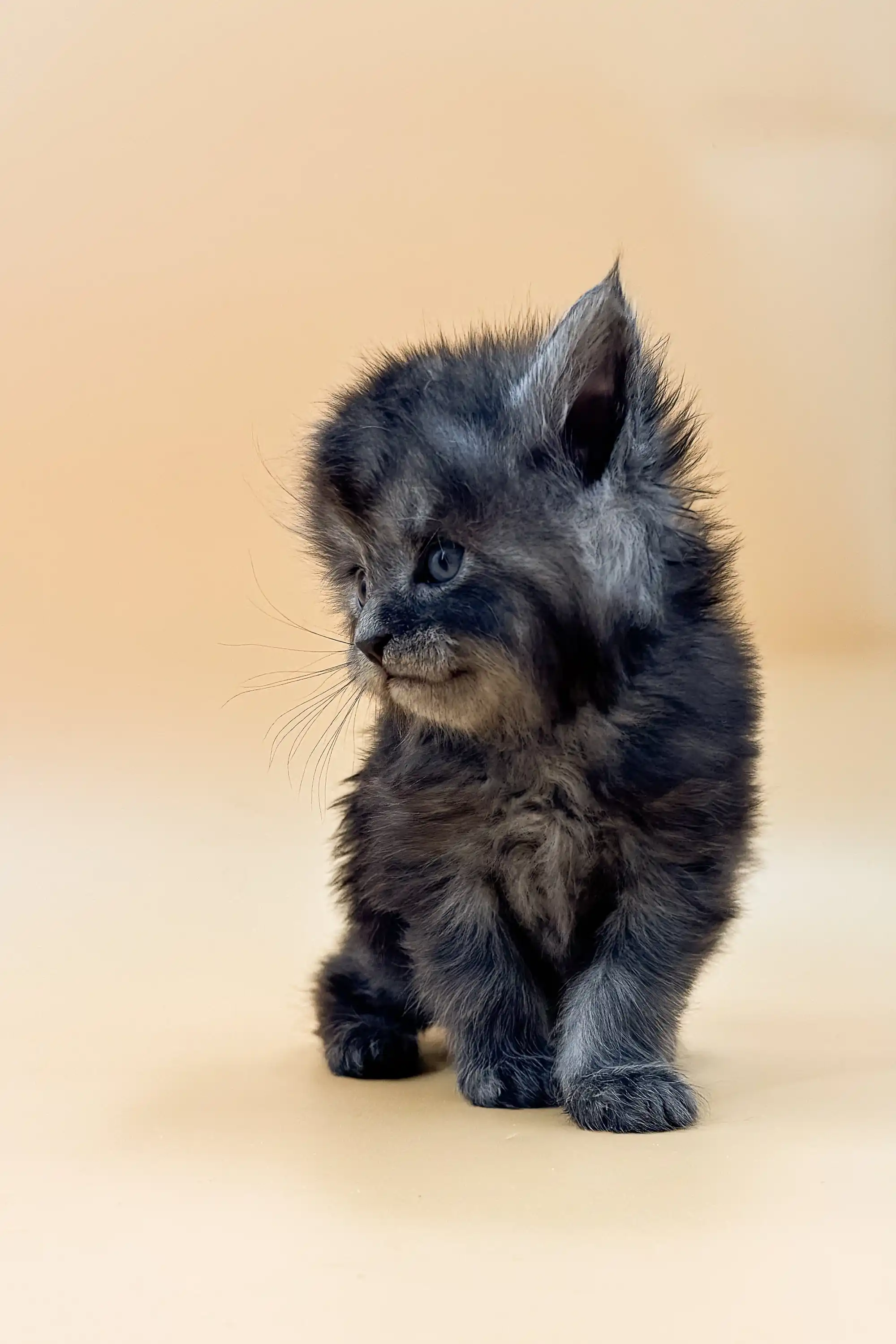 Lexus | Maine Coon Kitten - Image 5