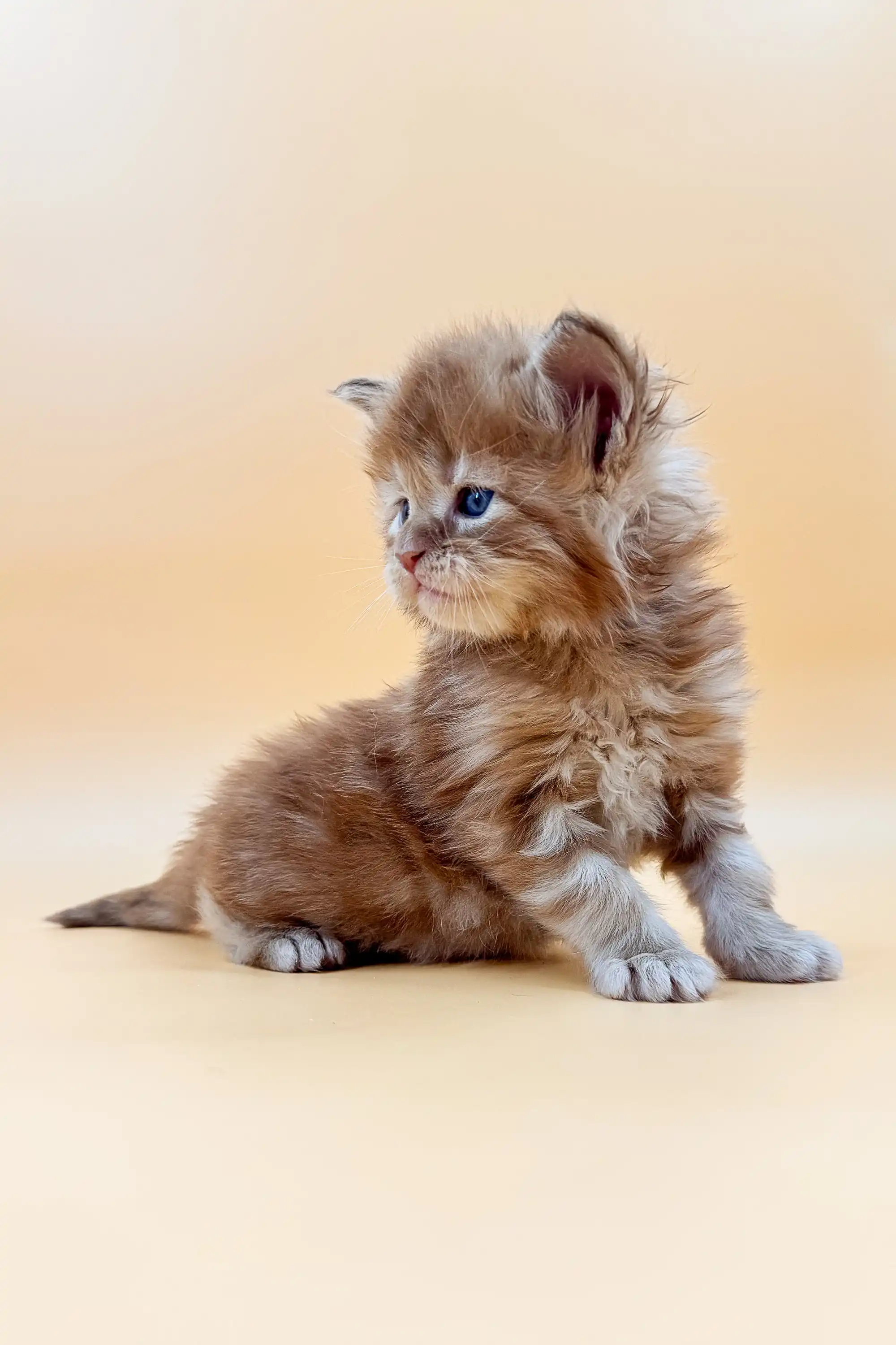 Lien | Maine Coon Kitten - Image 4