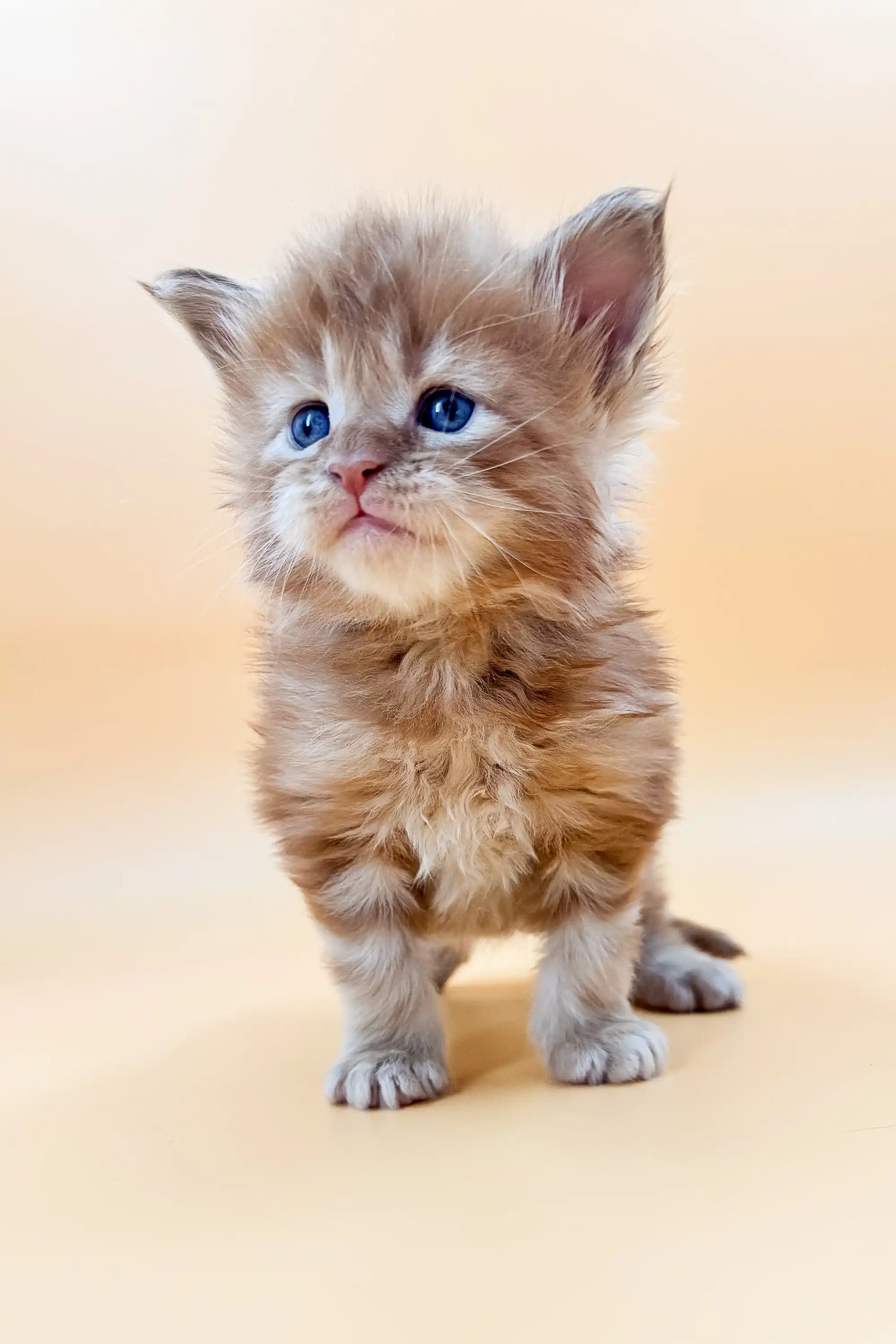 Lien | Maine Coon Kitten - Image 8