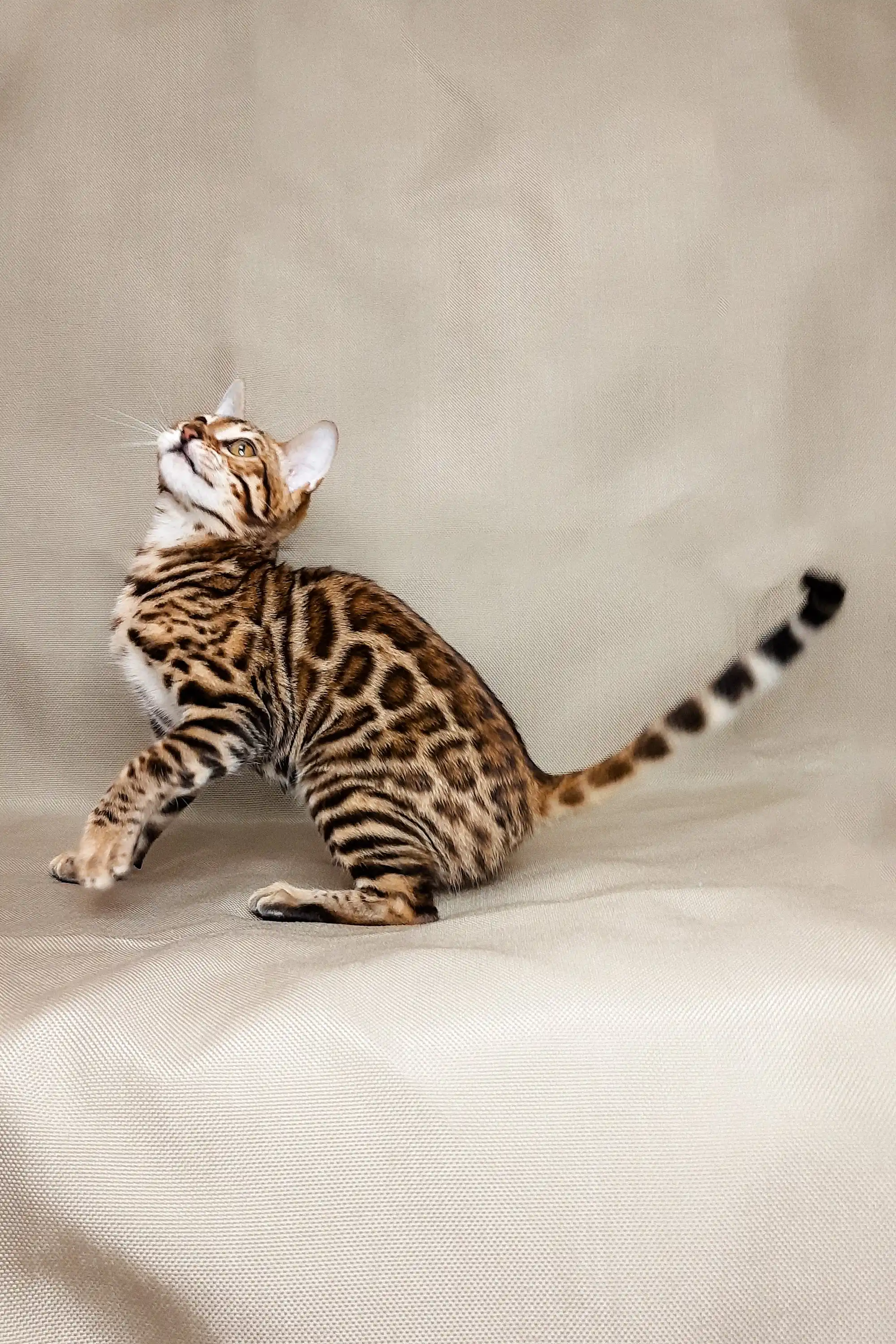 Lika | Bengal Kitten - Image 4