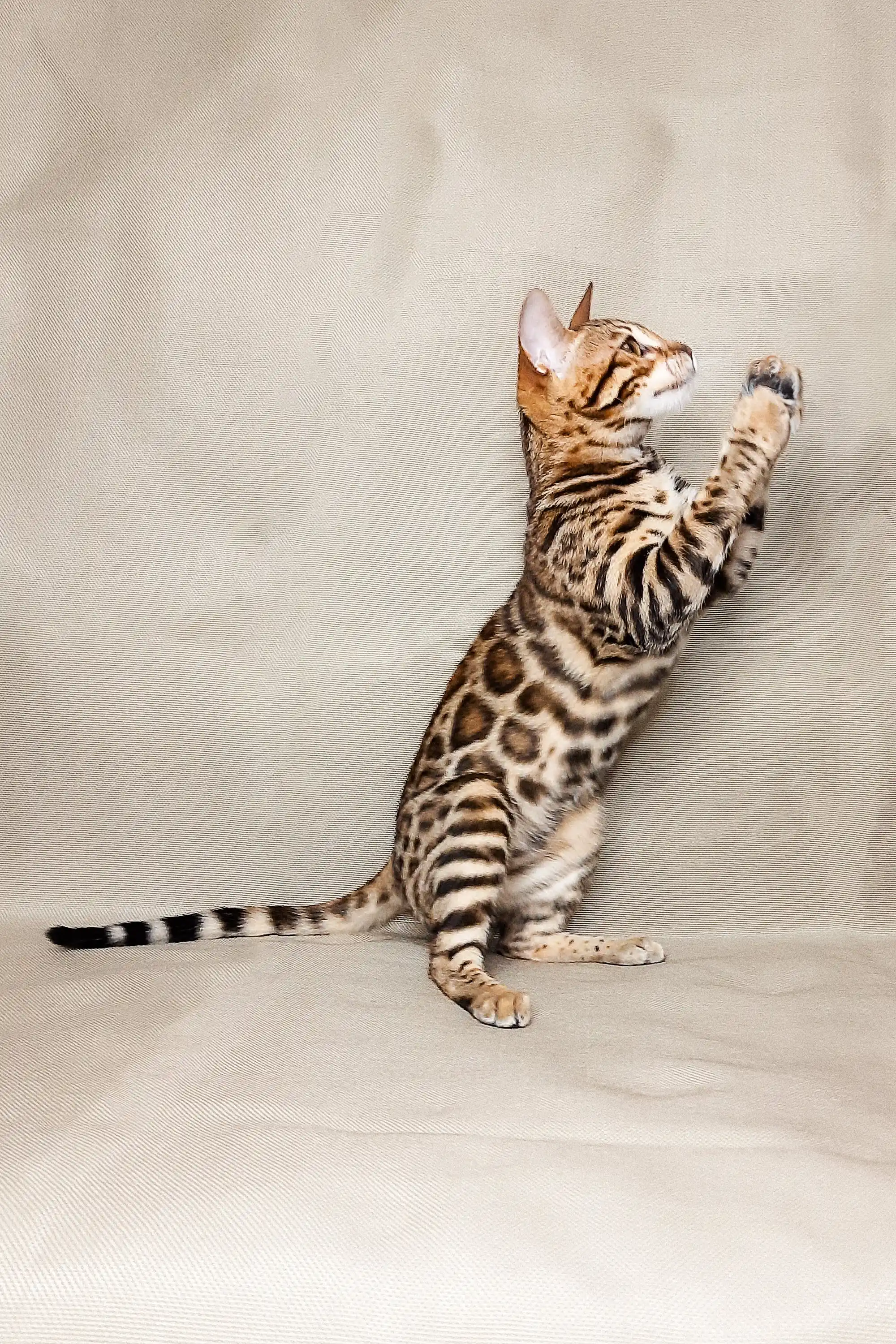 Lika | Bengal Kitten - Image 5