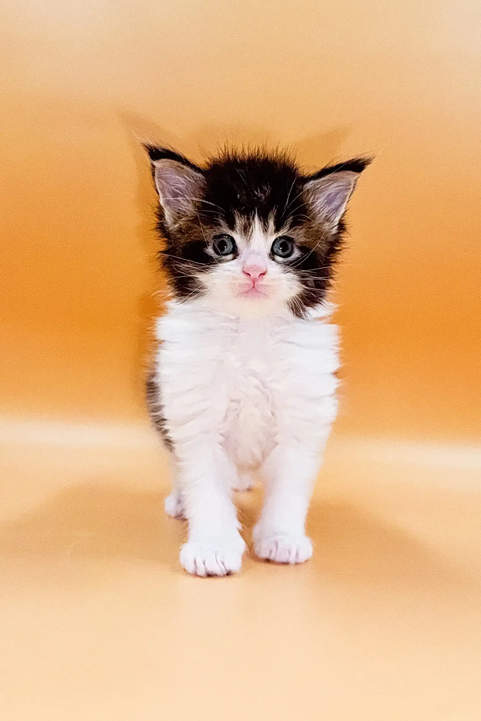 Like | Maine Coon Kitten - Image 3