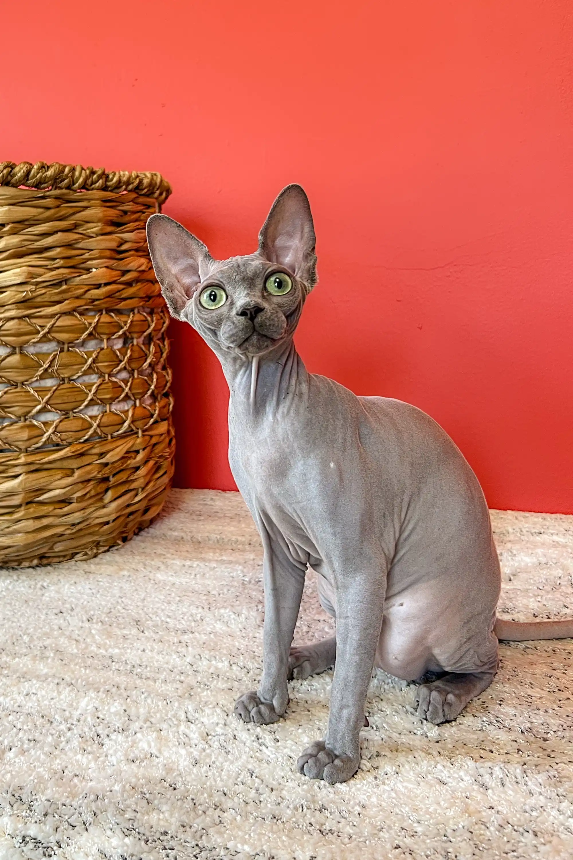 Lila | Canadian Sphynx Kitten - Image 2