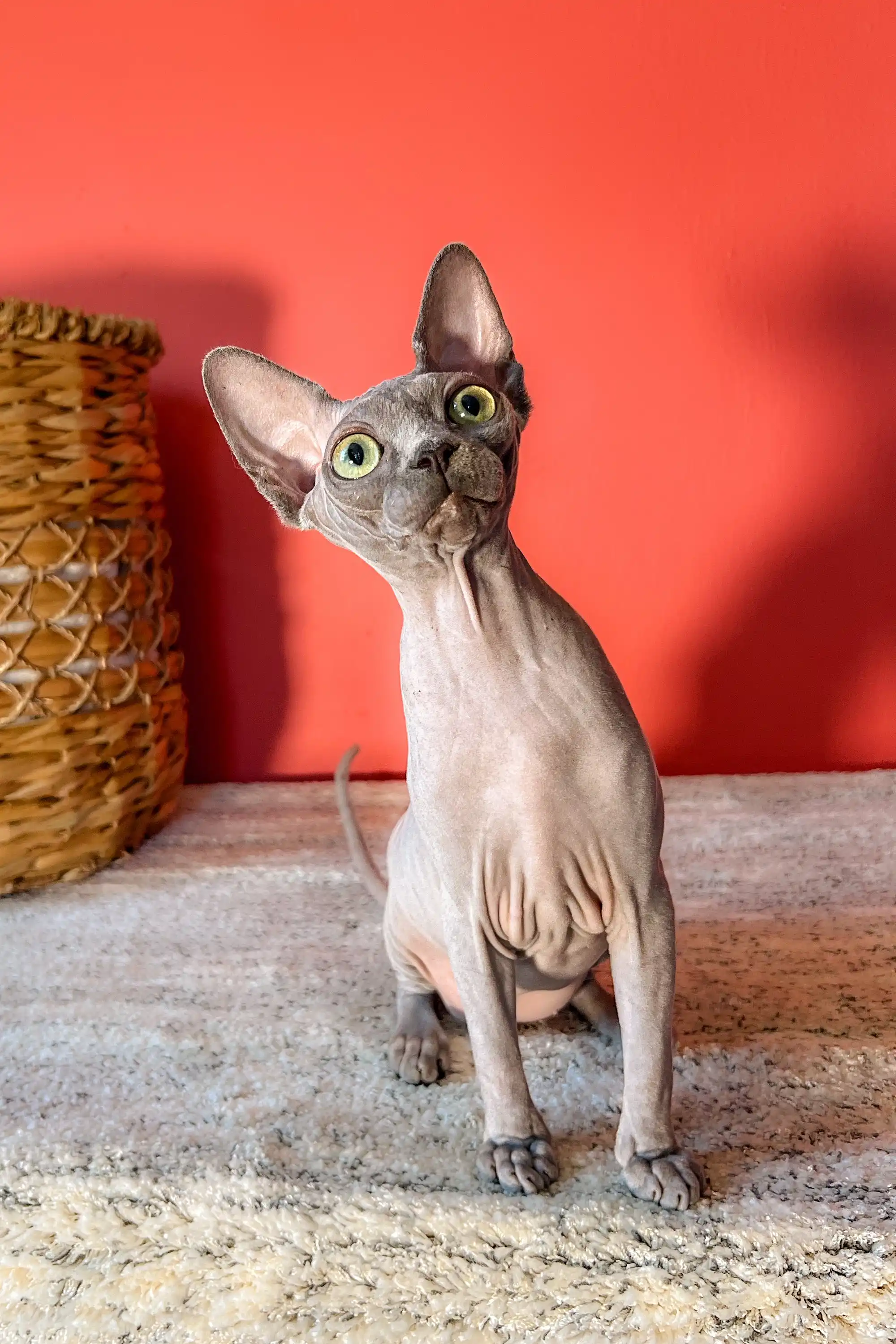 Lila | Canadian Sphynx Kitten - Image 9