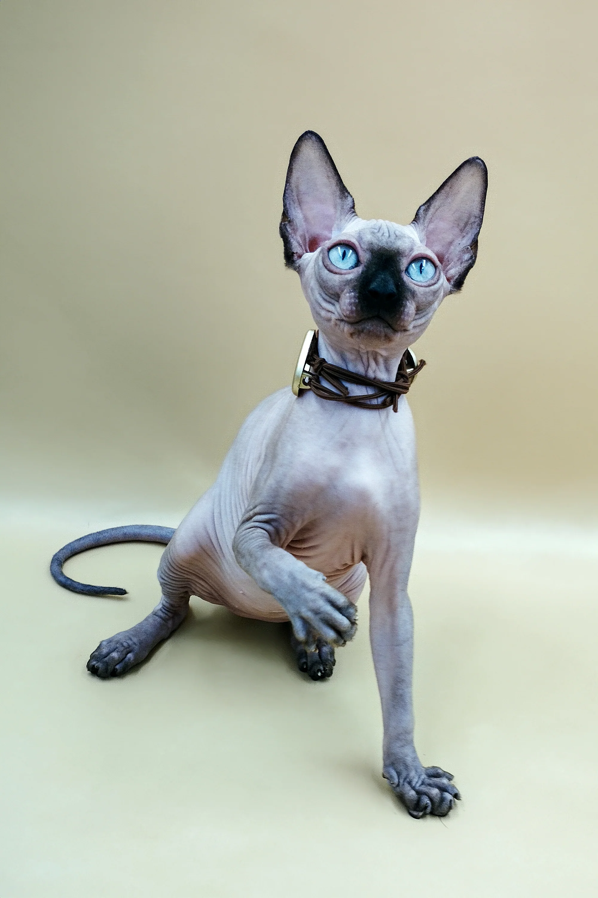 Lilu | Sphynx Kitten - Image 10