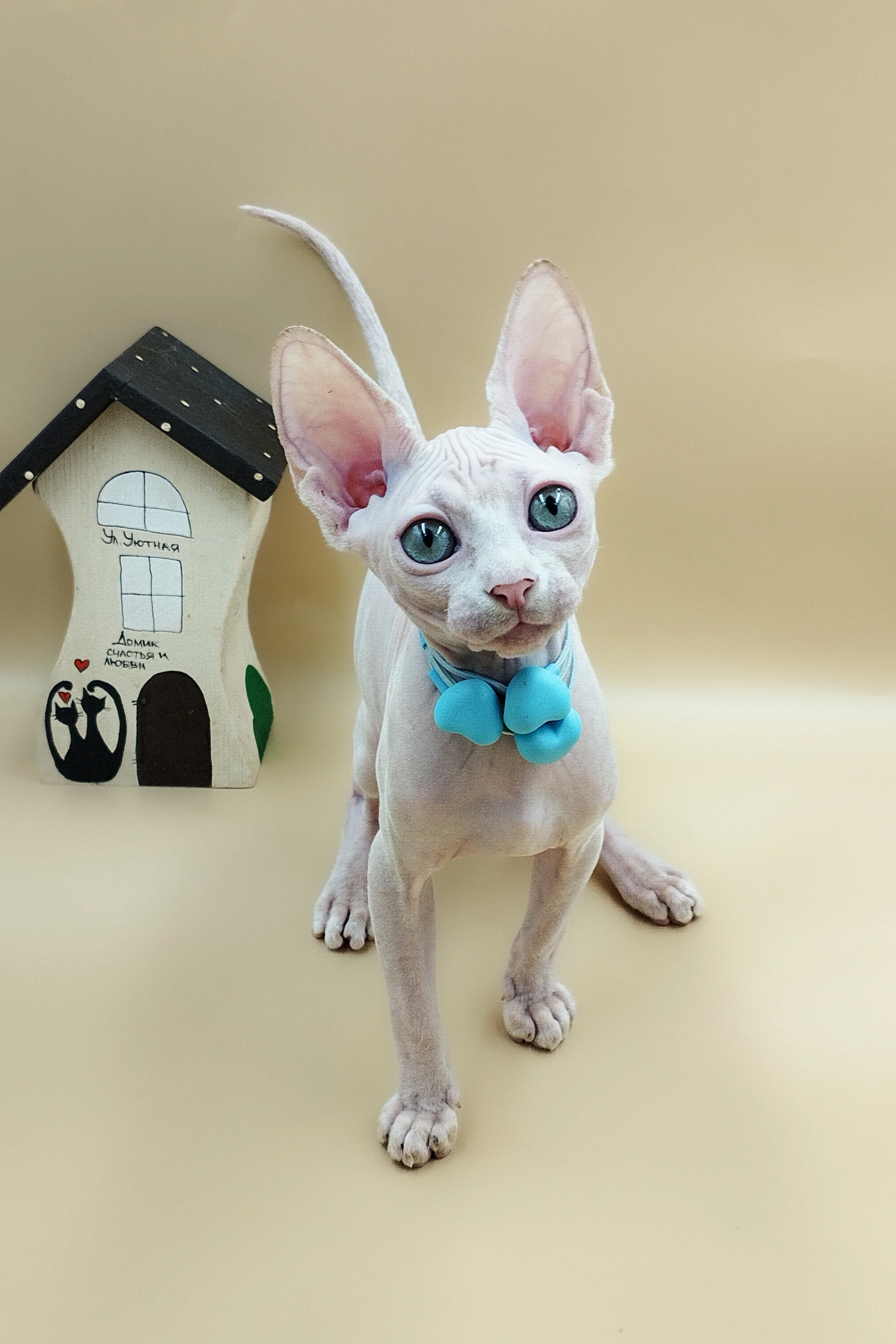 Lily | Sphynx Kitten - Image 6