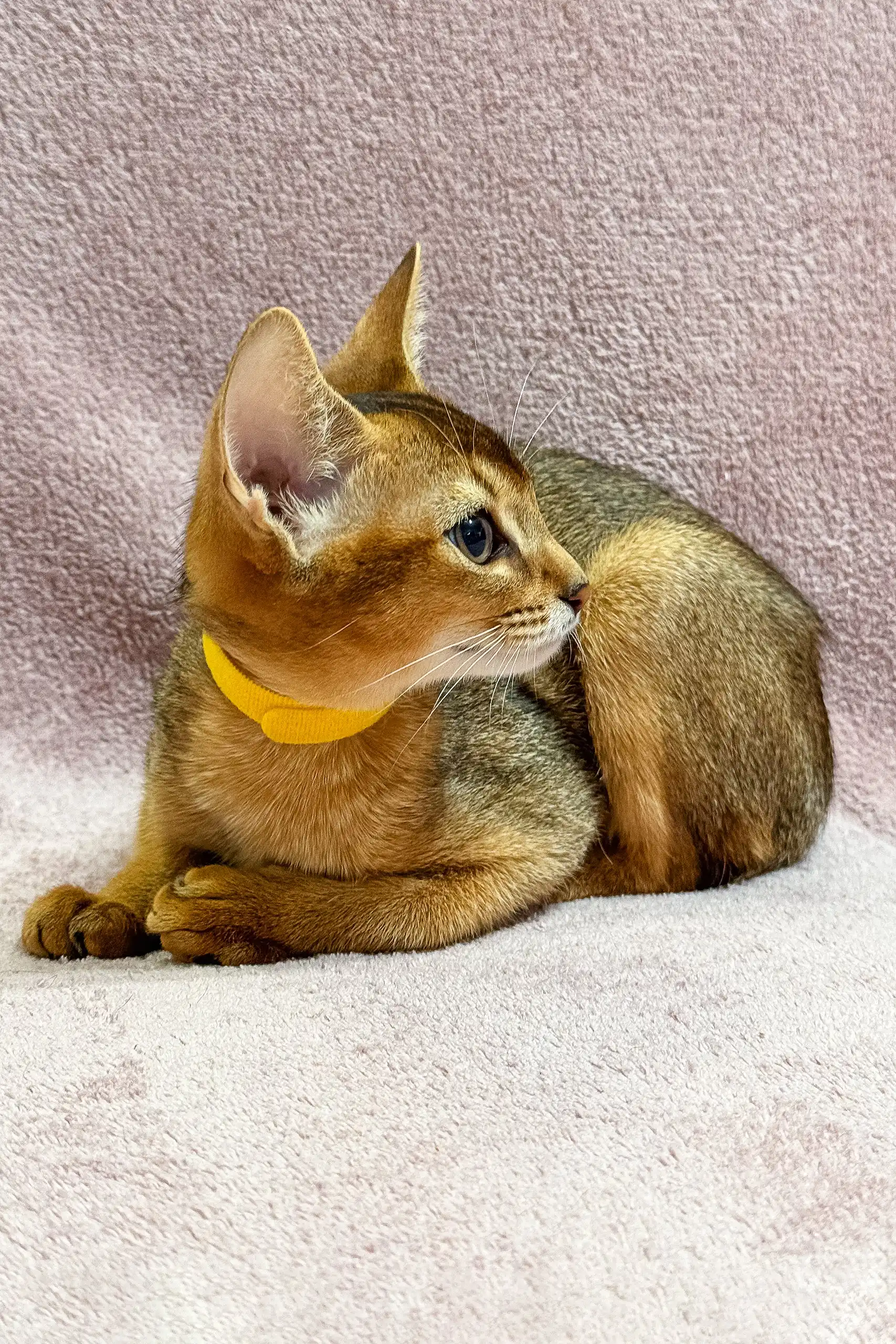 Lima | Abyssinian Kitten - Image 6