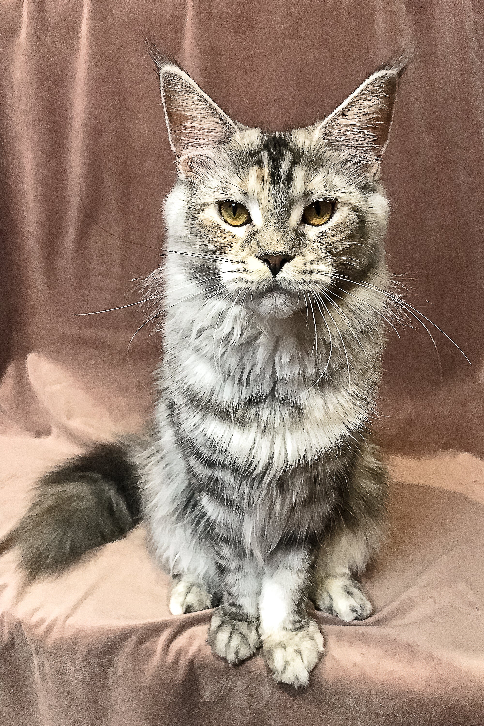 Limba | Maine Coon Kitten - Image 8
