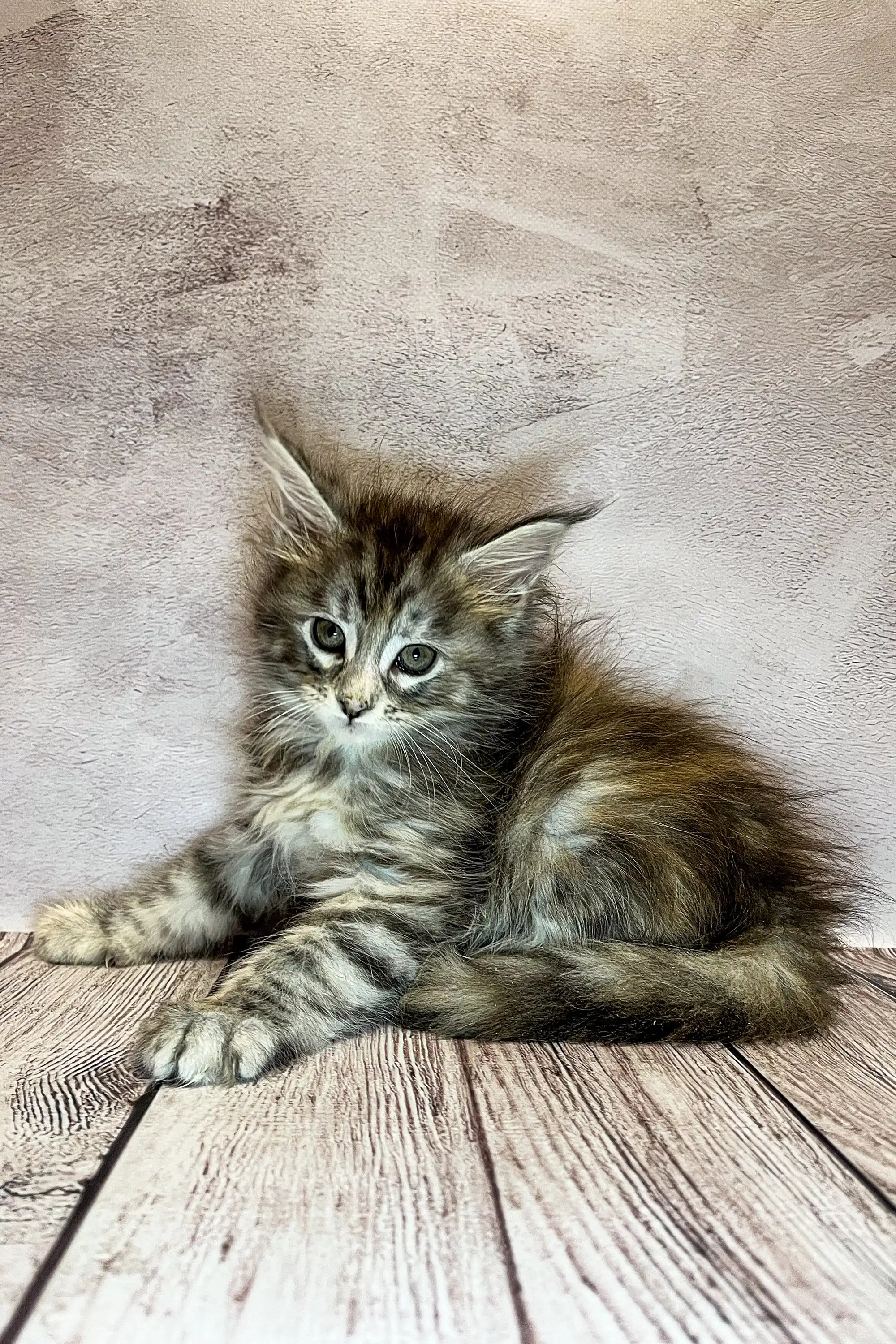 Lin | Maine Coon Kitten - Image 3