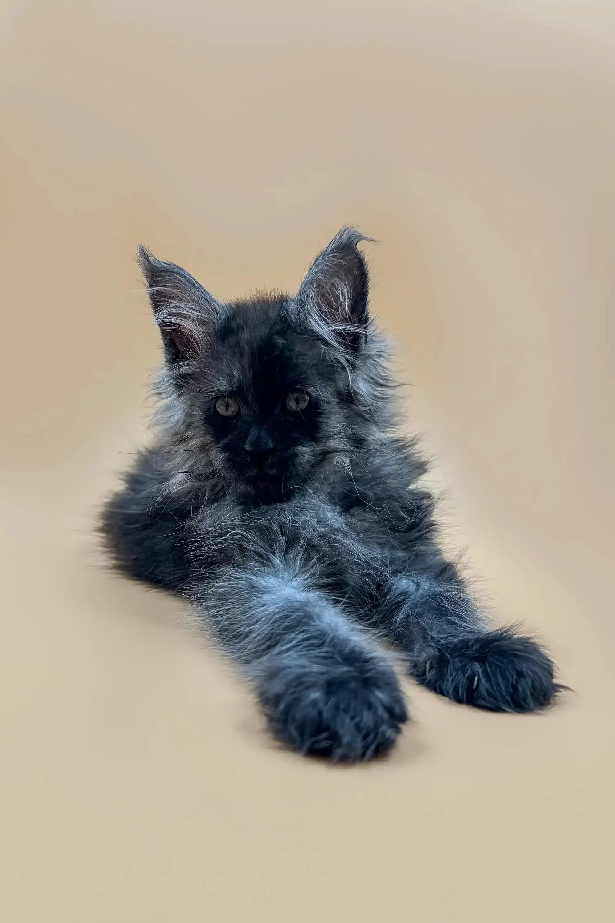 Lincoln | Maine Coon Kitten - Image 11