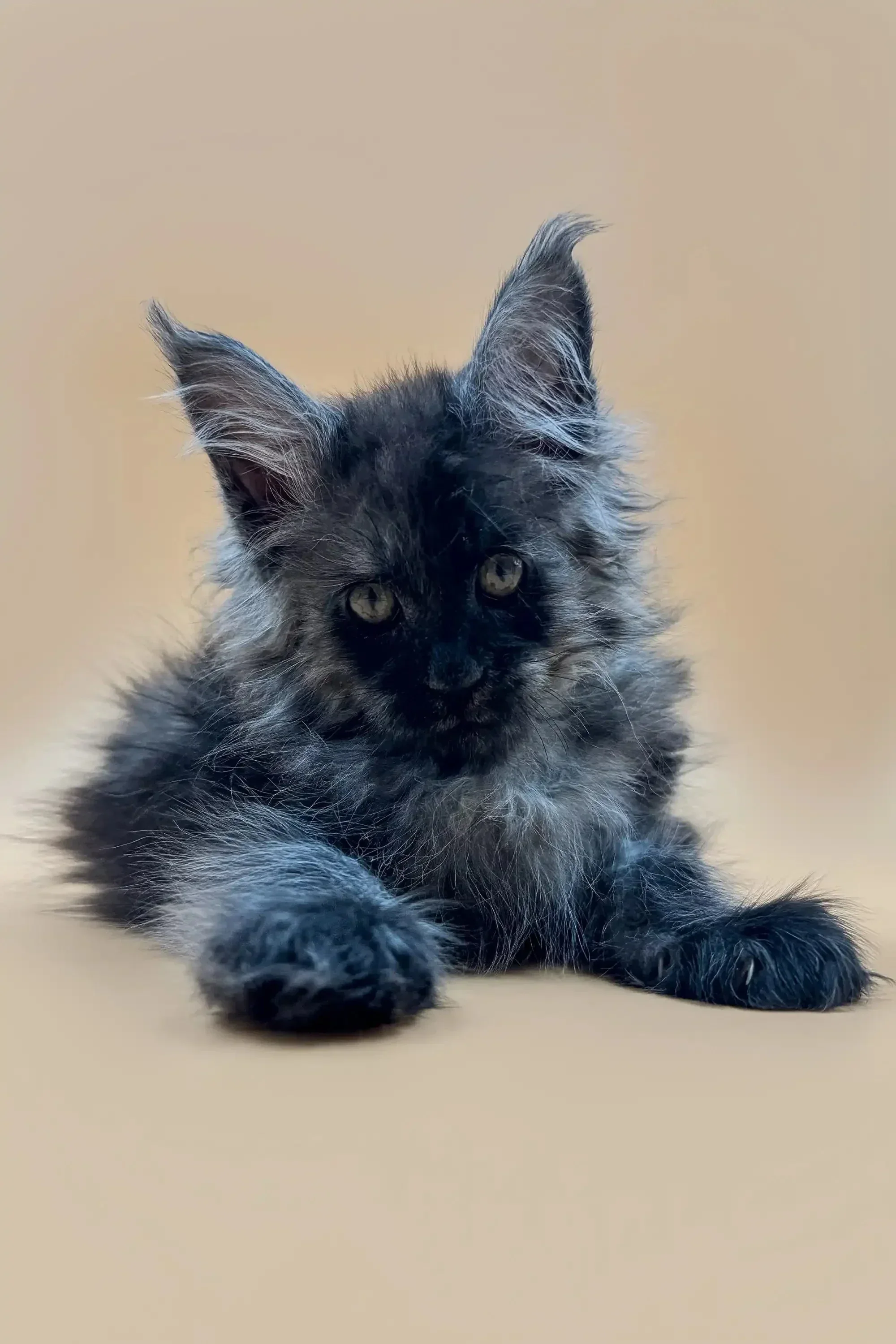 Lincoln | Maine Coon Kitten - Image 7