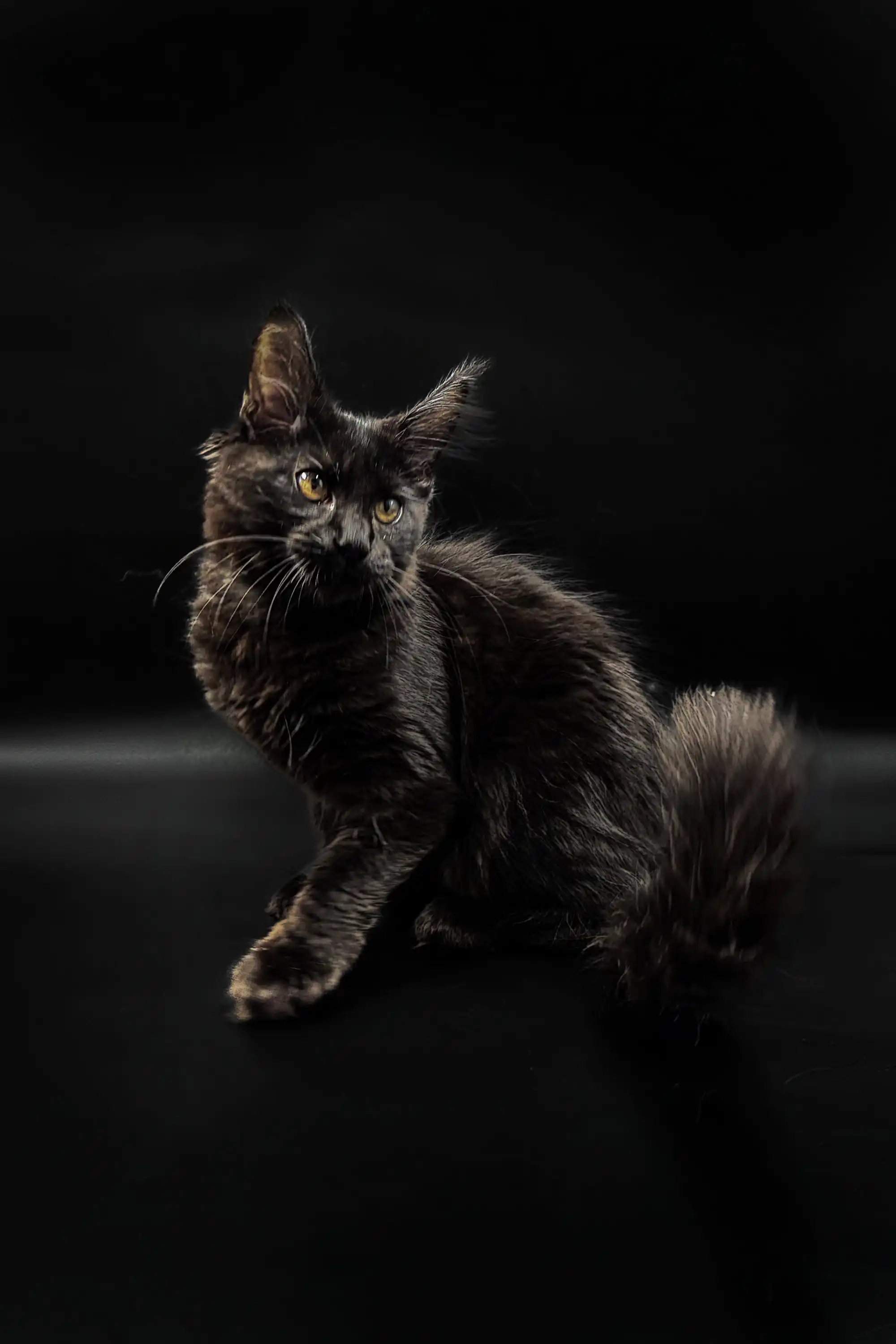 Lincoln | Maine Coon Kitten - Image 9