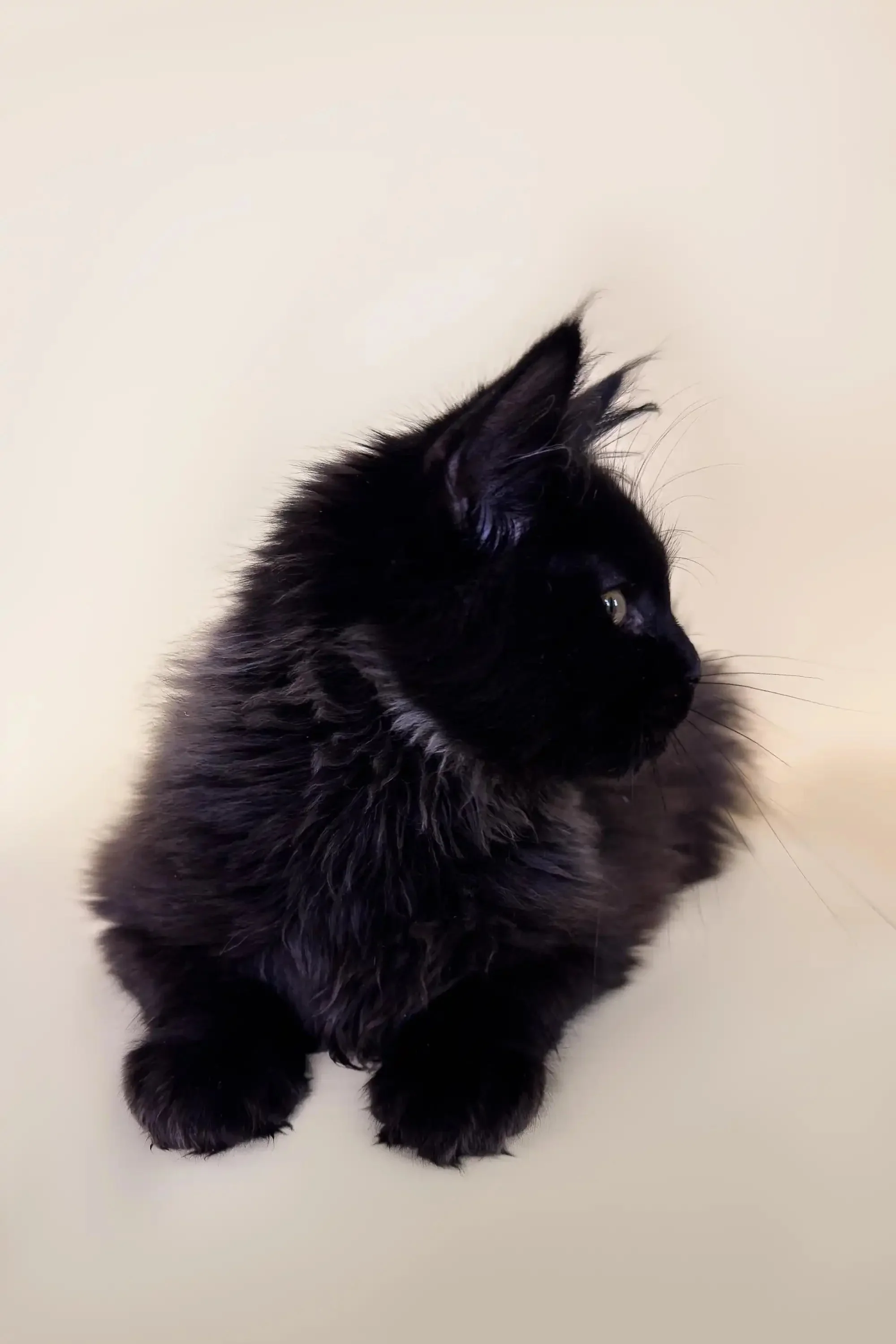 Lincoln | Maine Coon Kitten - Image 5