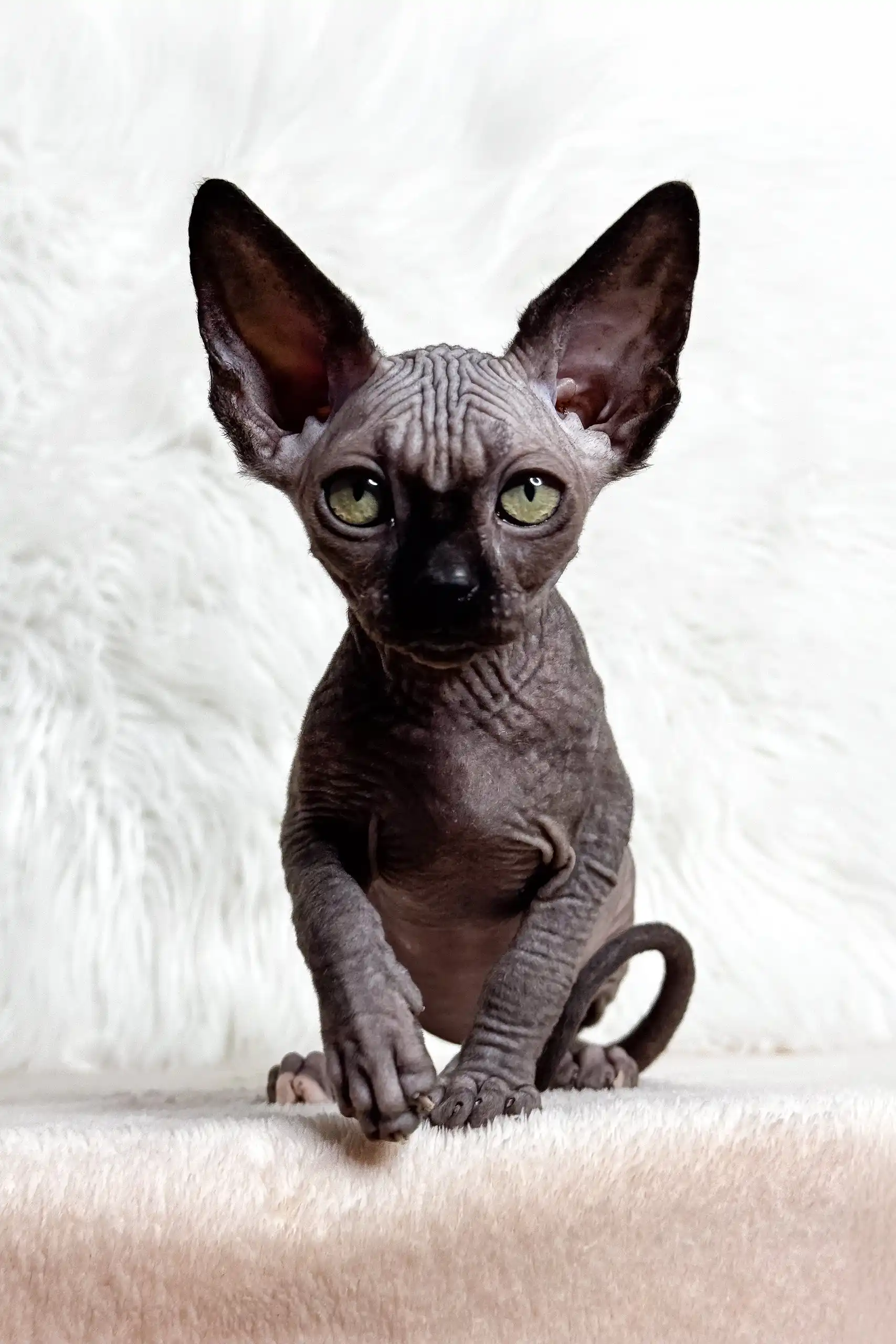 Linda | Canadian Sphynx Kitten - Image 5