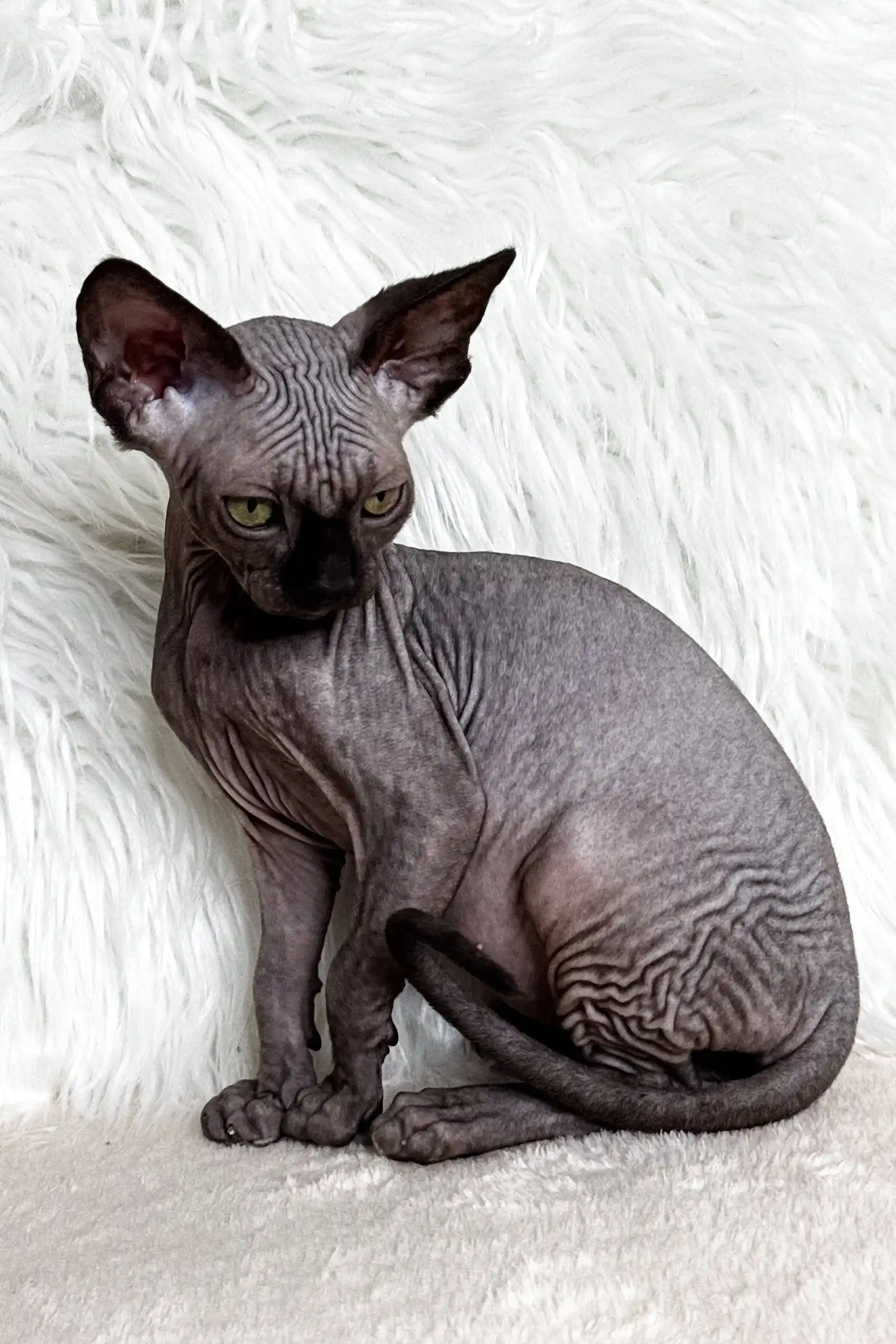 Linda | Canadian Sphynx Kitten - Image 7