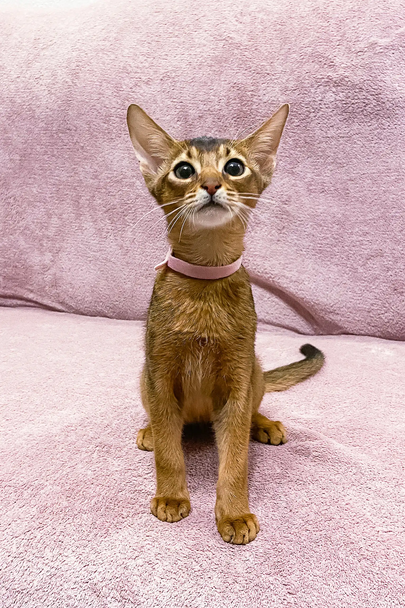 Liza | Abyssinian Kitten - Image 5