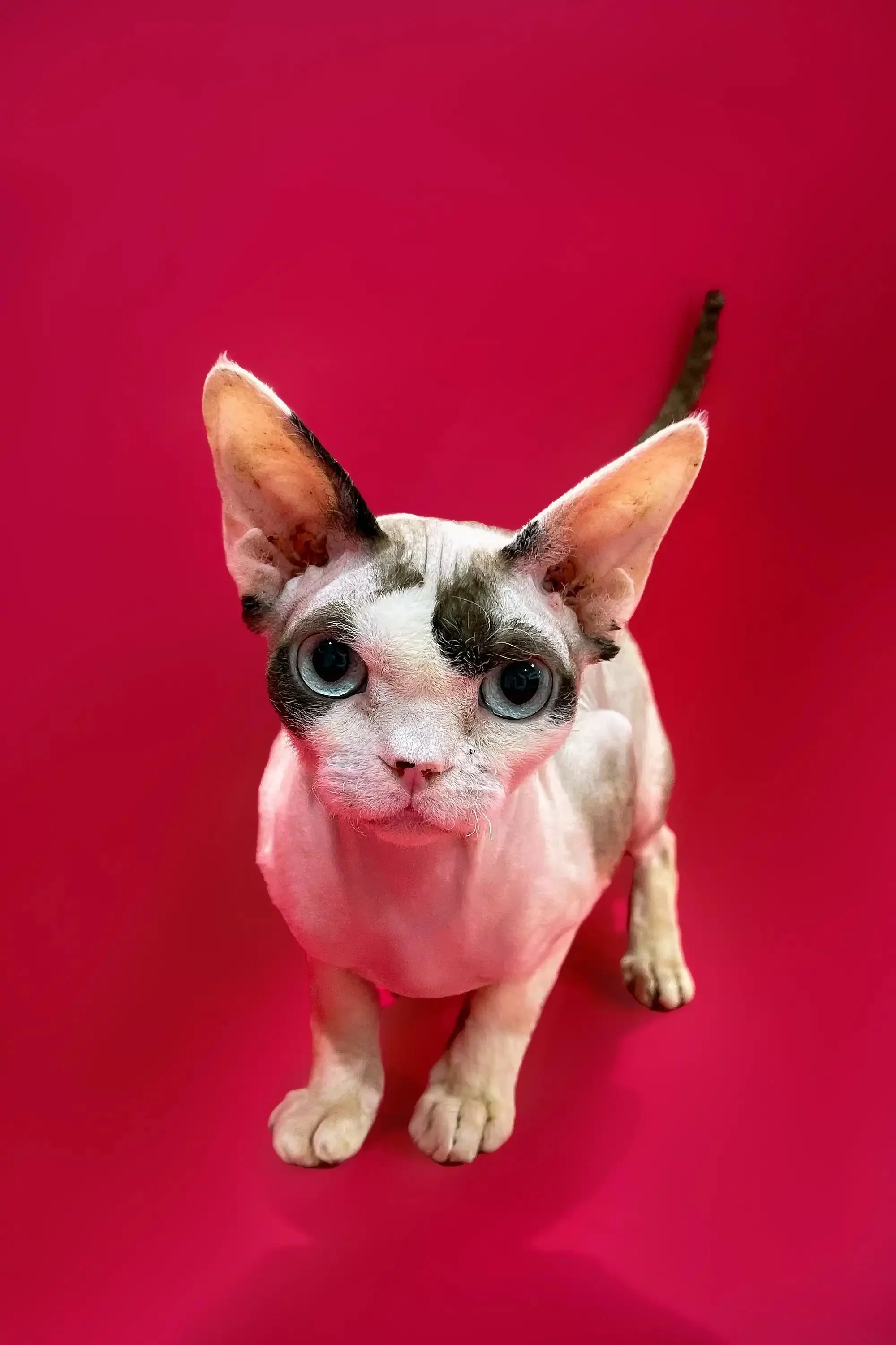 Loki | Devon Rex Kitten | - Image 3