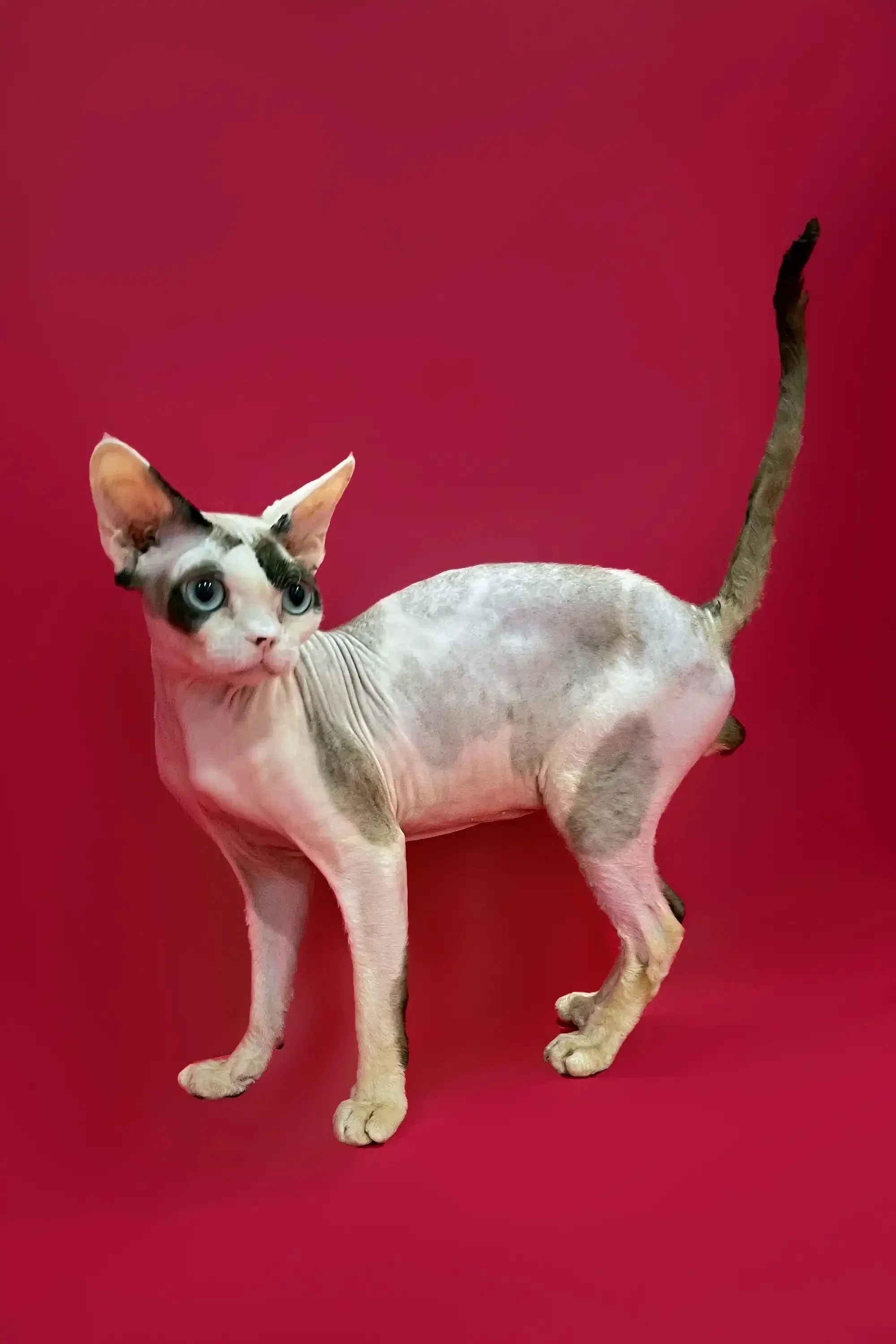 Loki | Devon Rex Kitten | - Image 4