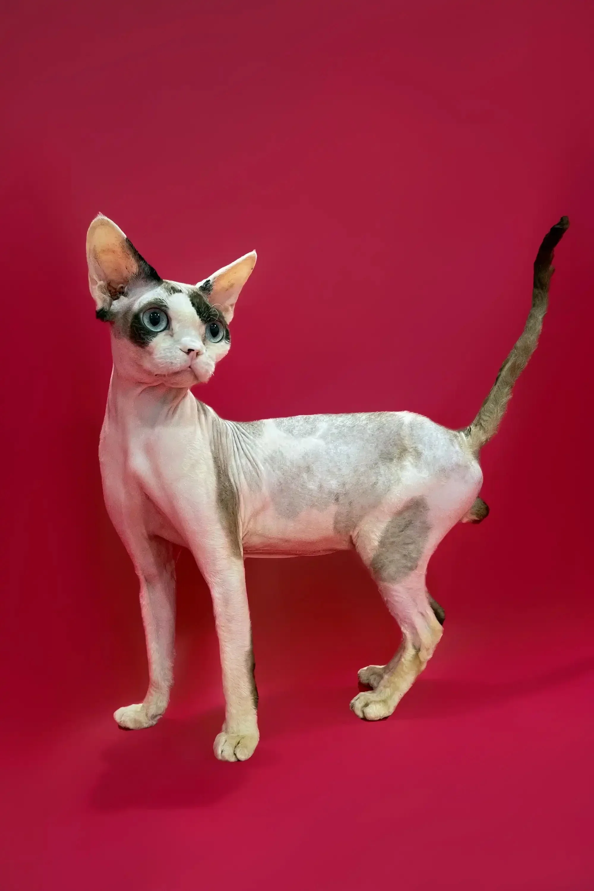 Loki | Devon Rex Kitten | - Image 5