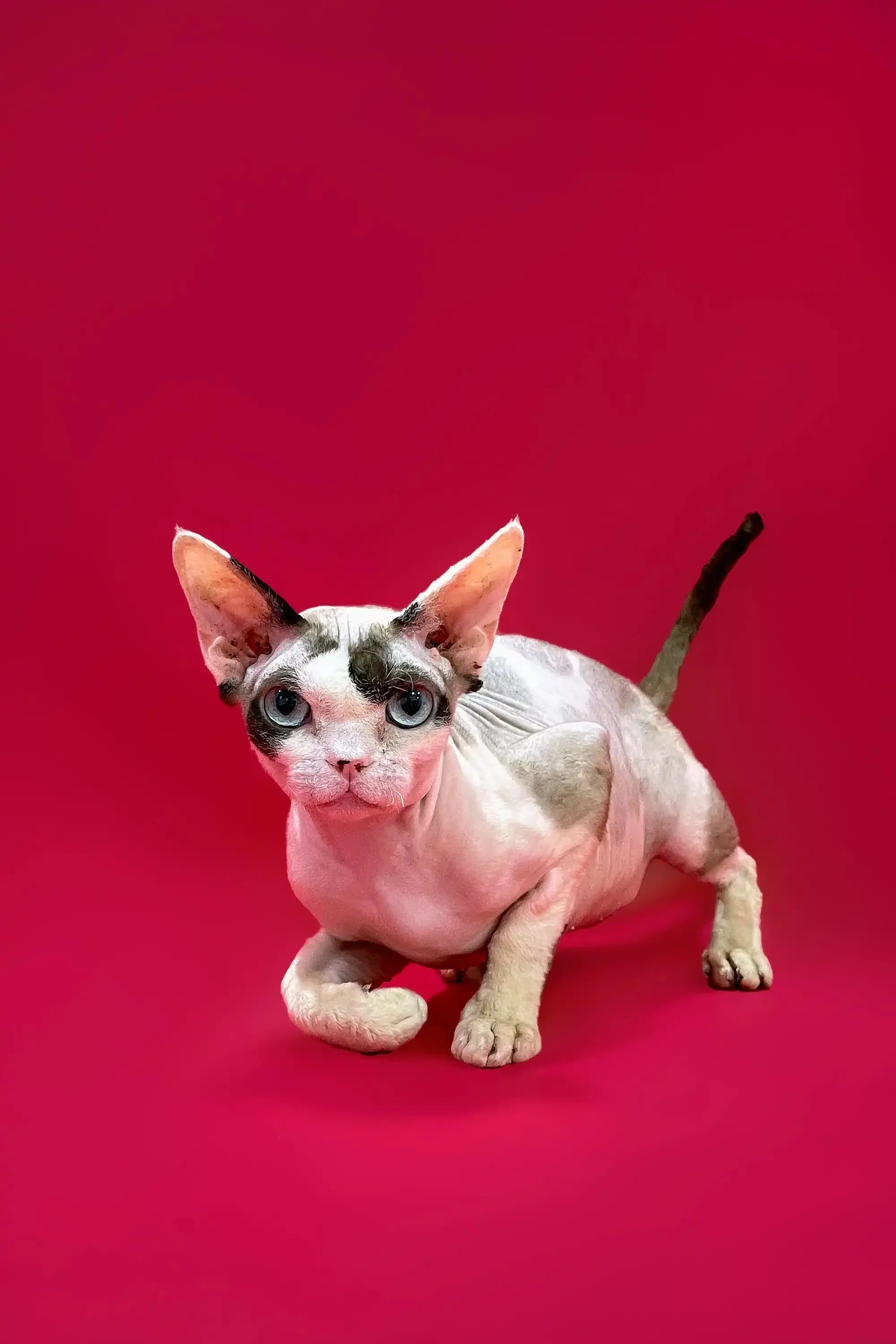 Loki | Devon Rex Kitten | - Image 6