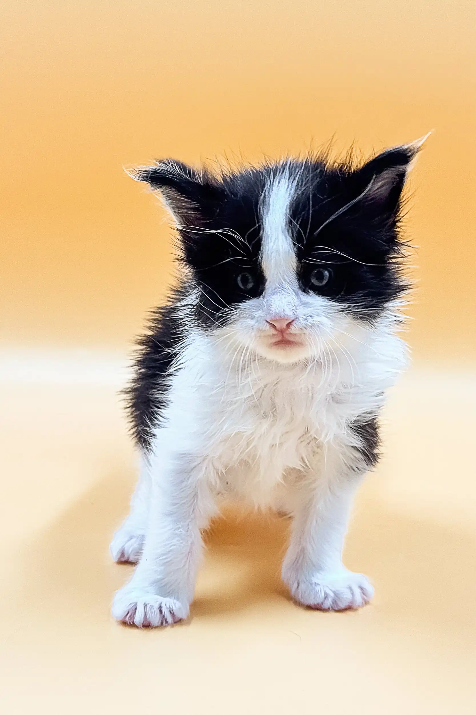 Loki | Maine Coon Kitten - Image 9