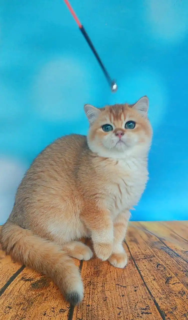 Lola | British Shorthair Kitten - Image 6