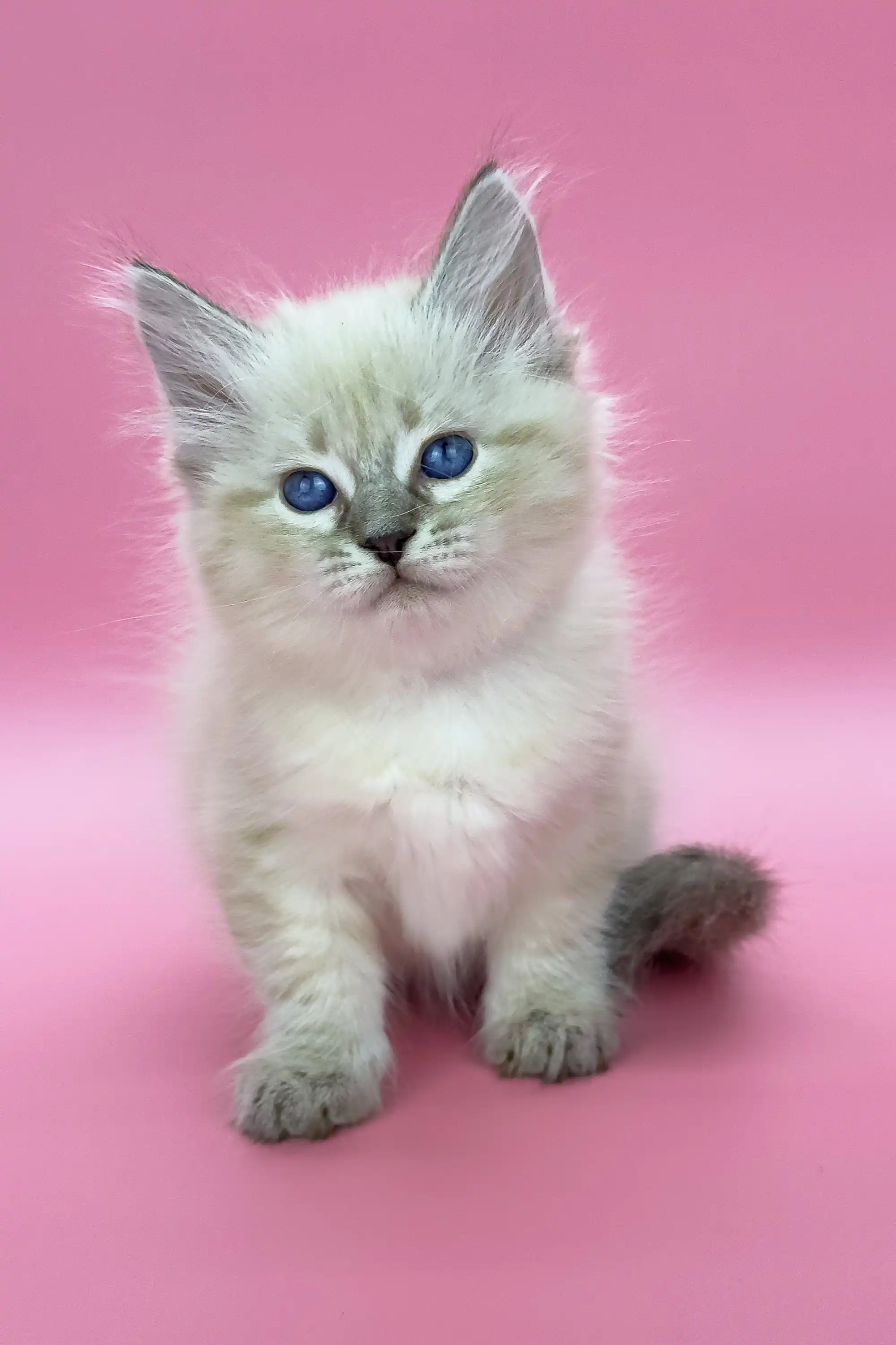 Lola | Siberian Kitten - Image 8