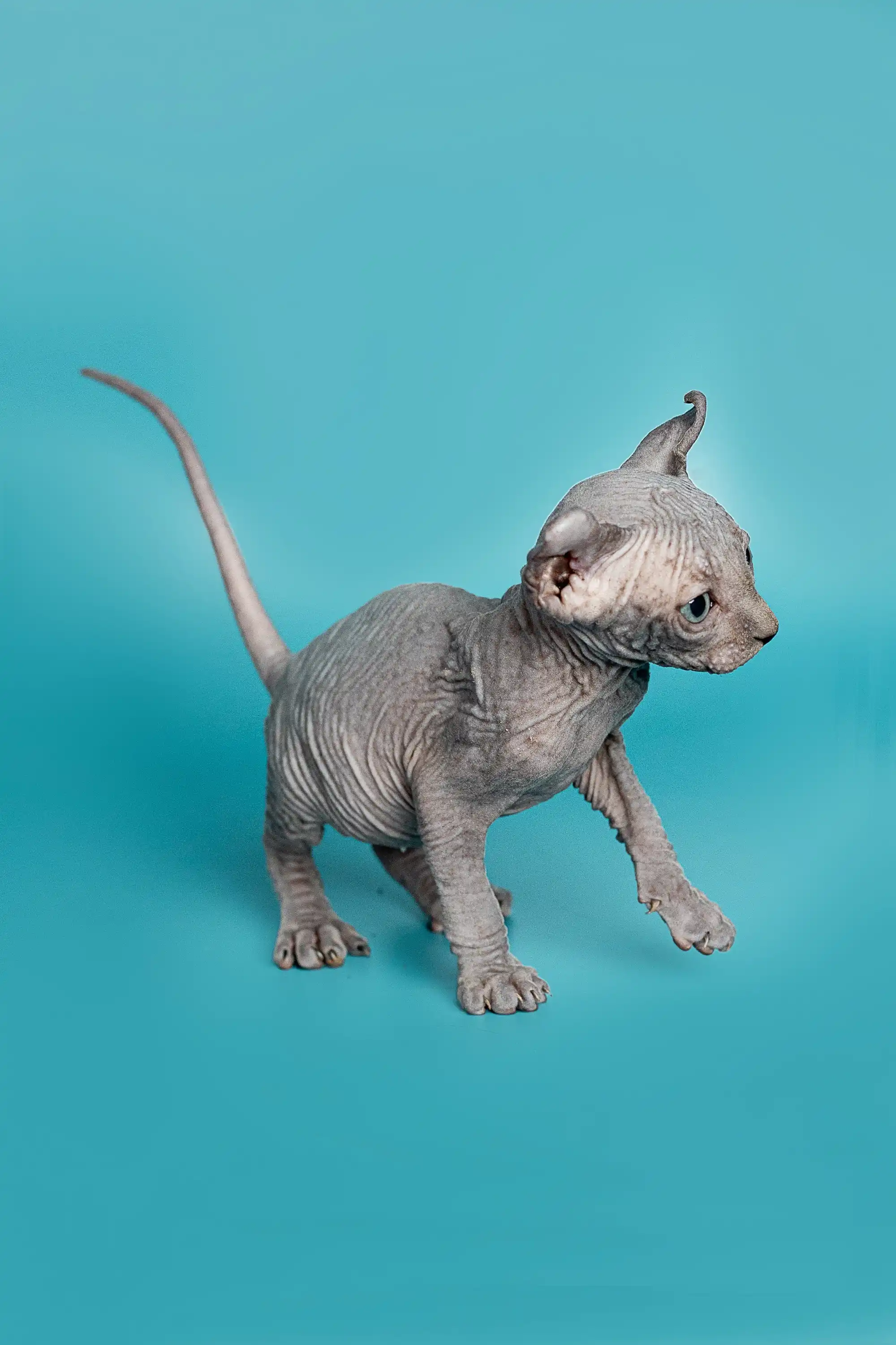 Lolo | Elf Kitten - Image 11