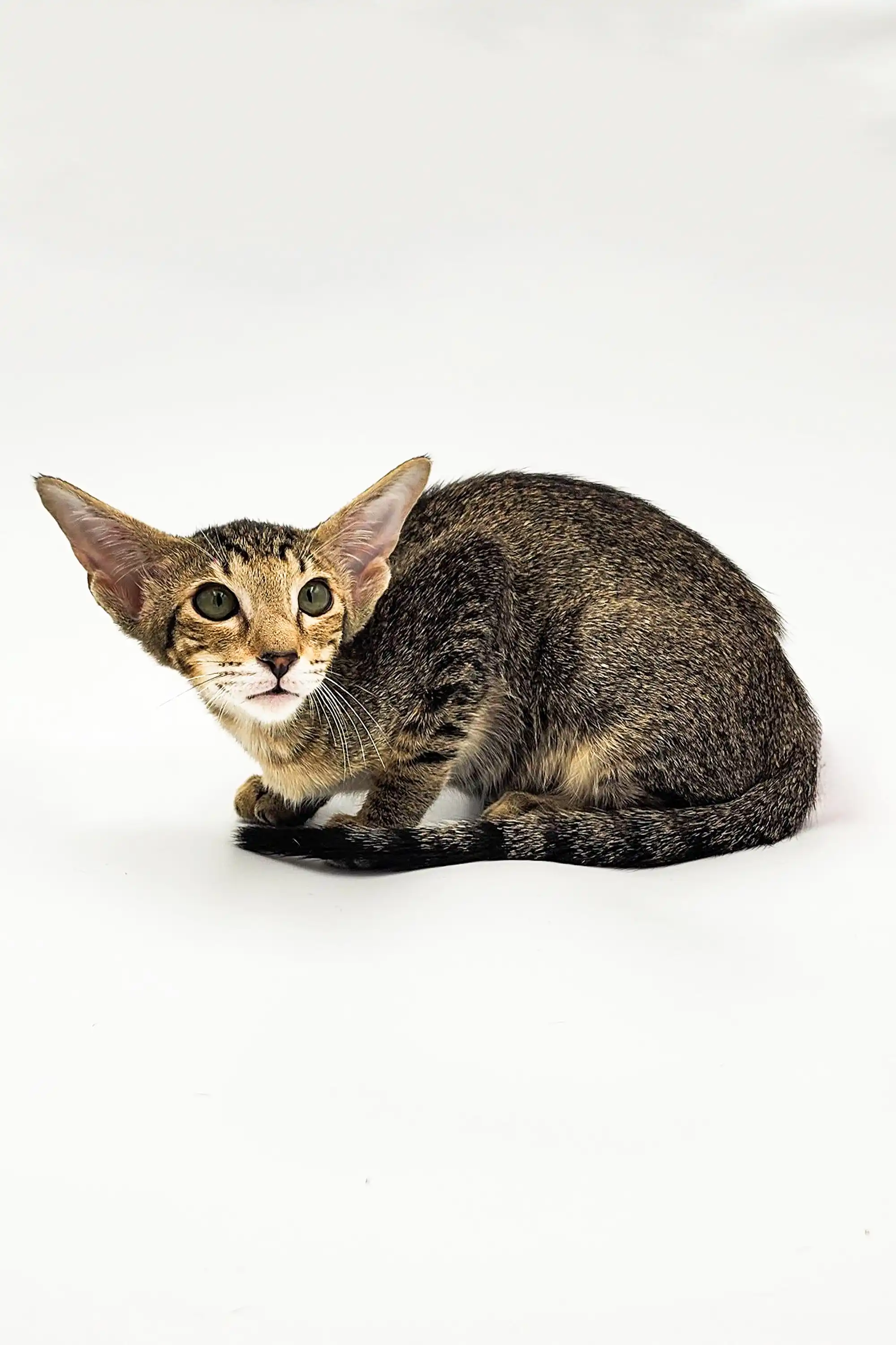 Lorina | Oriental Kitten - Image 8