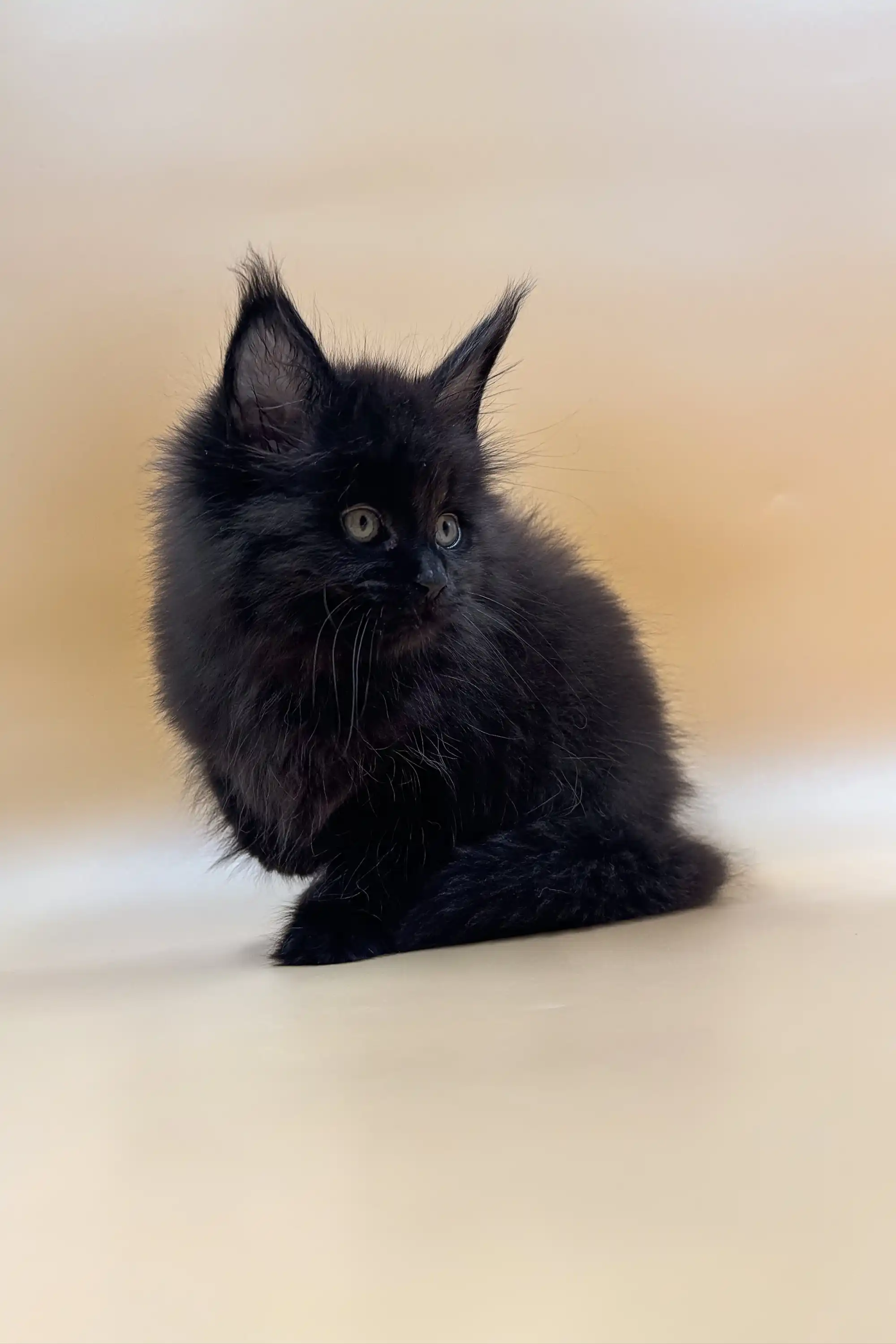 Lorinda | Maine Coon Kitten - Image 11