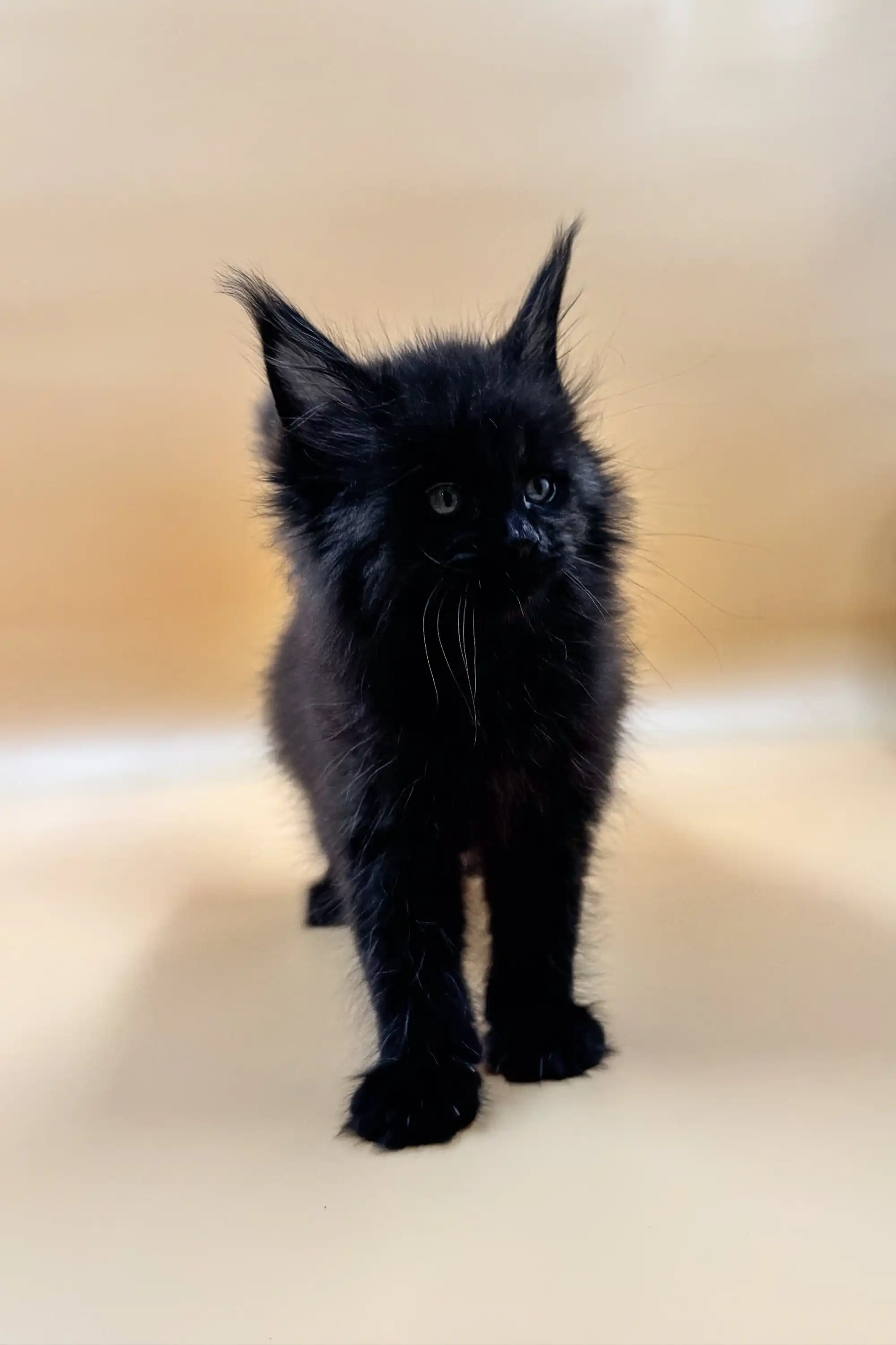 Lorinda | Maine Coon Kitten - Image 6