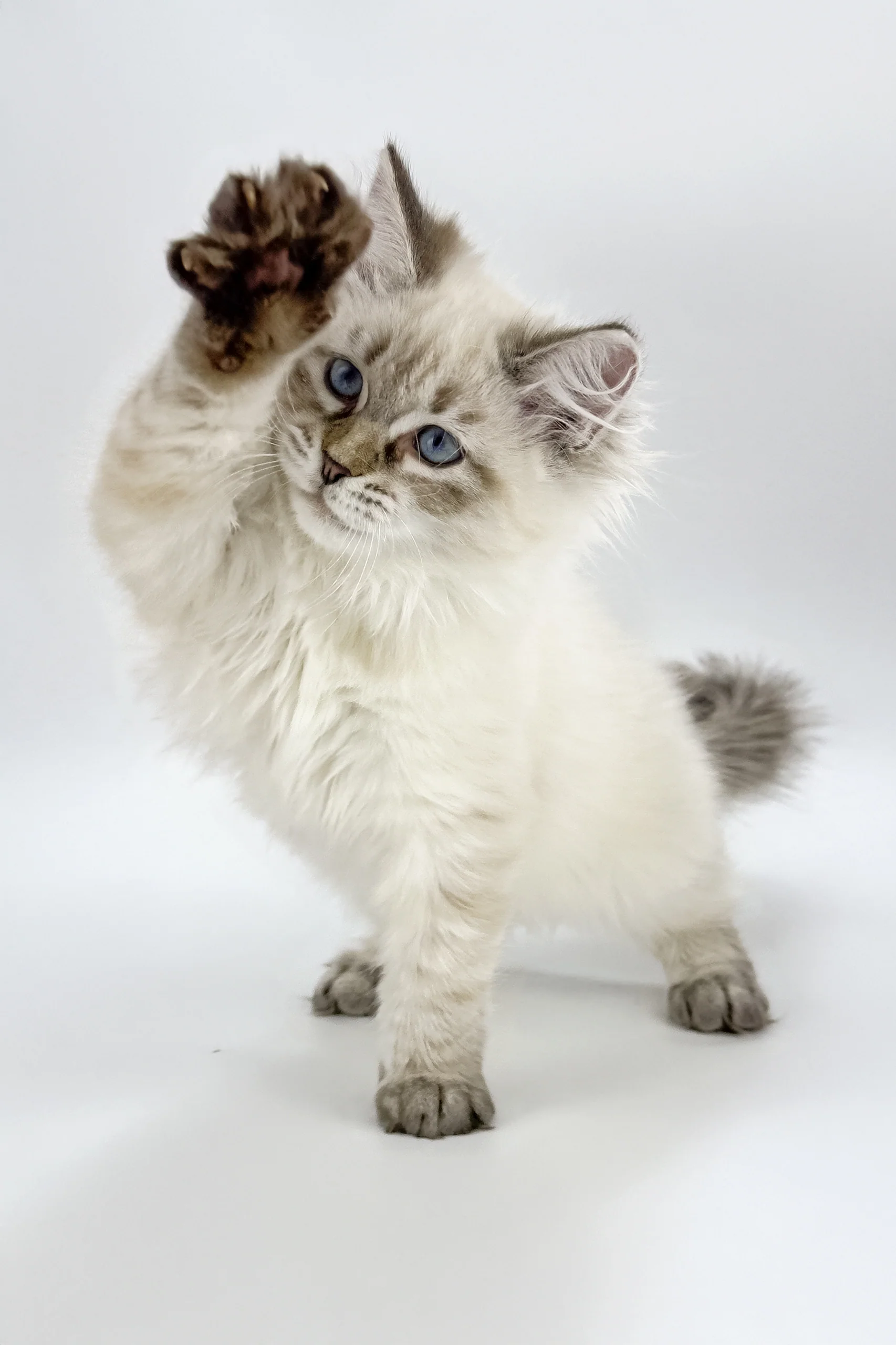 Loris | Siberian Kitten - Image 8
