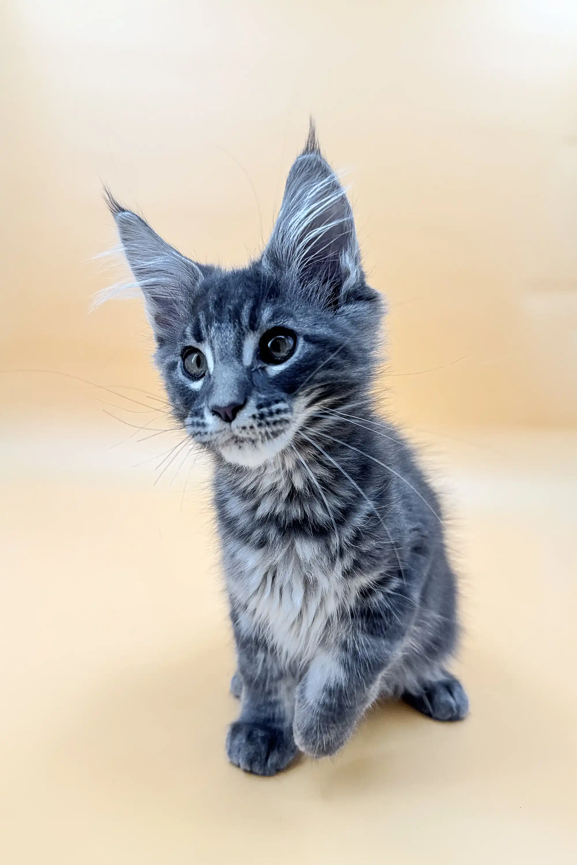 Love | Maine Coon Kitten - Image 4