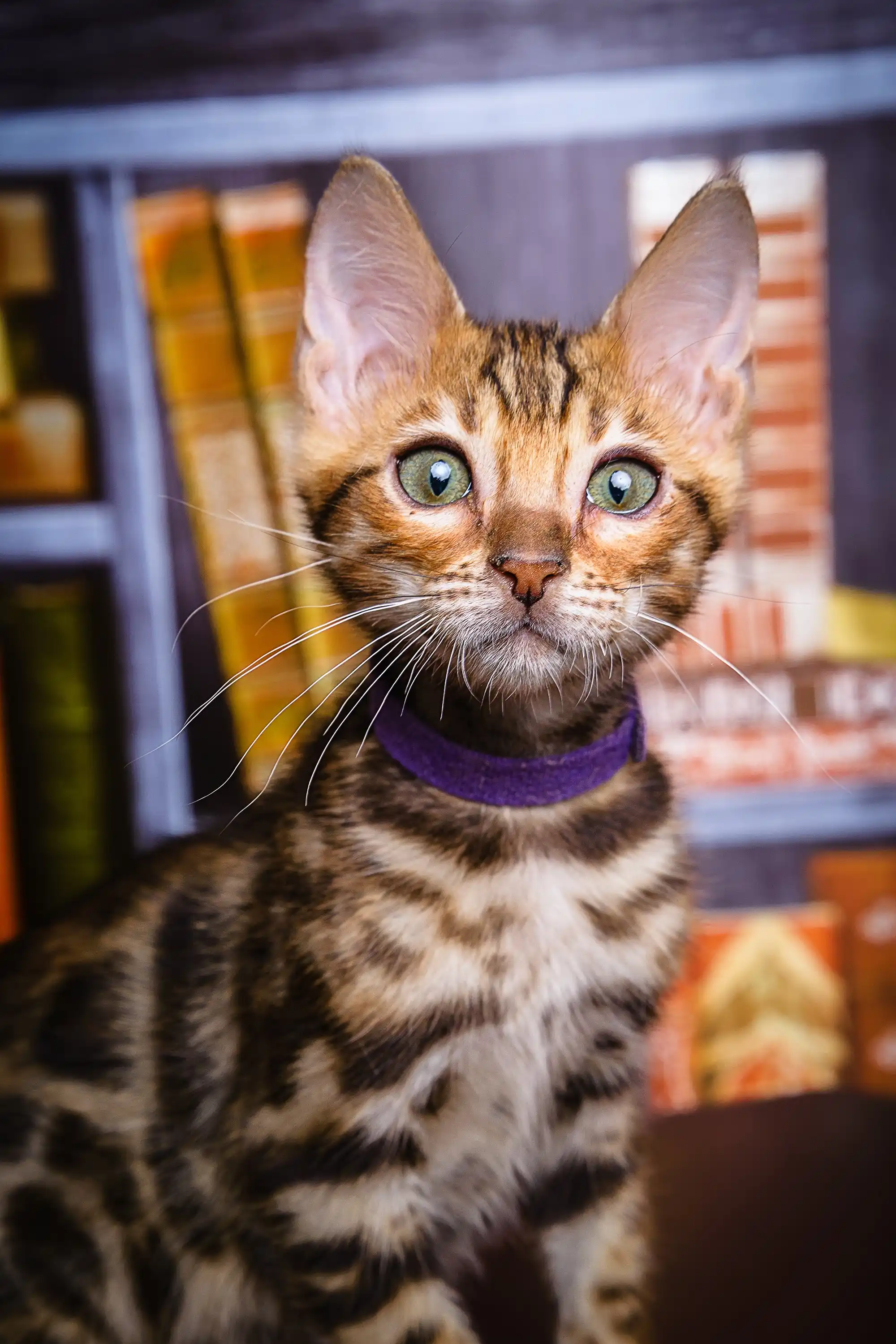 Lucas | Bengal Kitten - Image 13