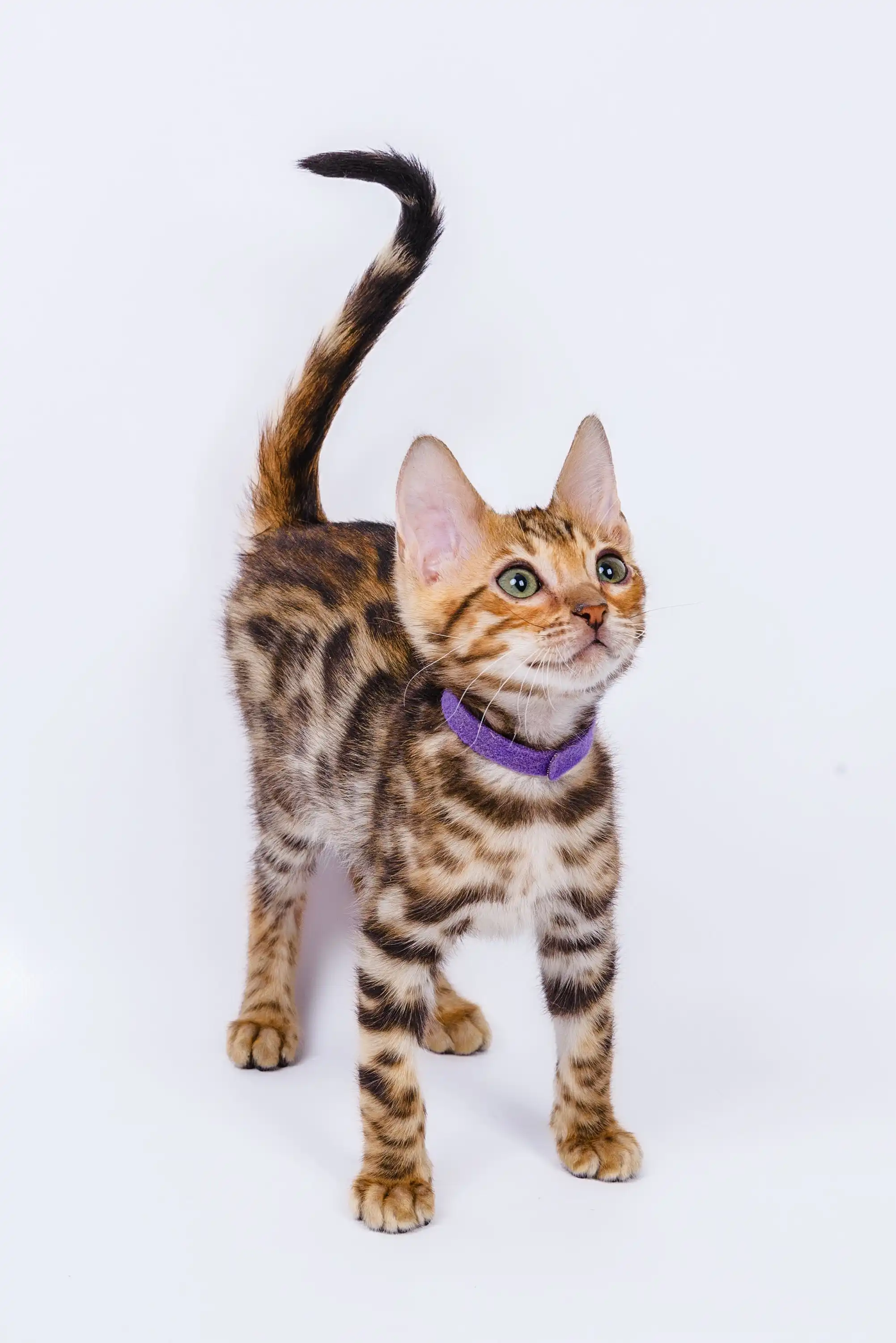 Lucas | Bengal Kitten - Image 17