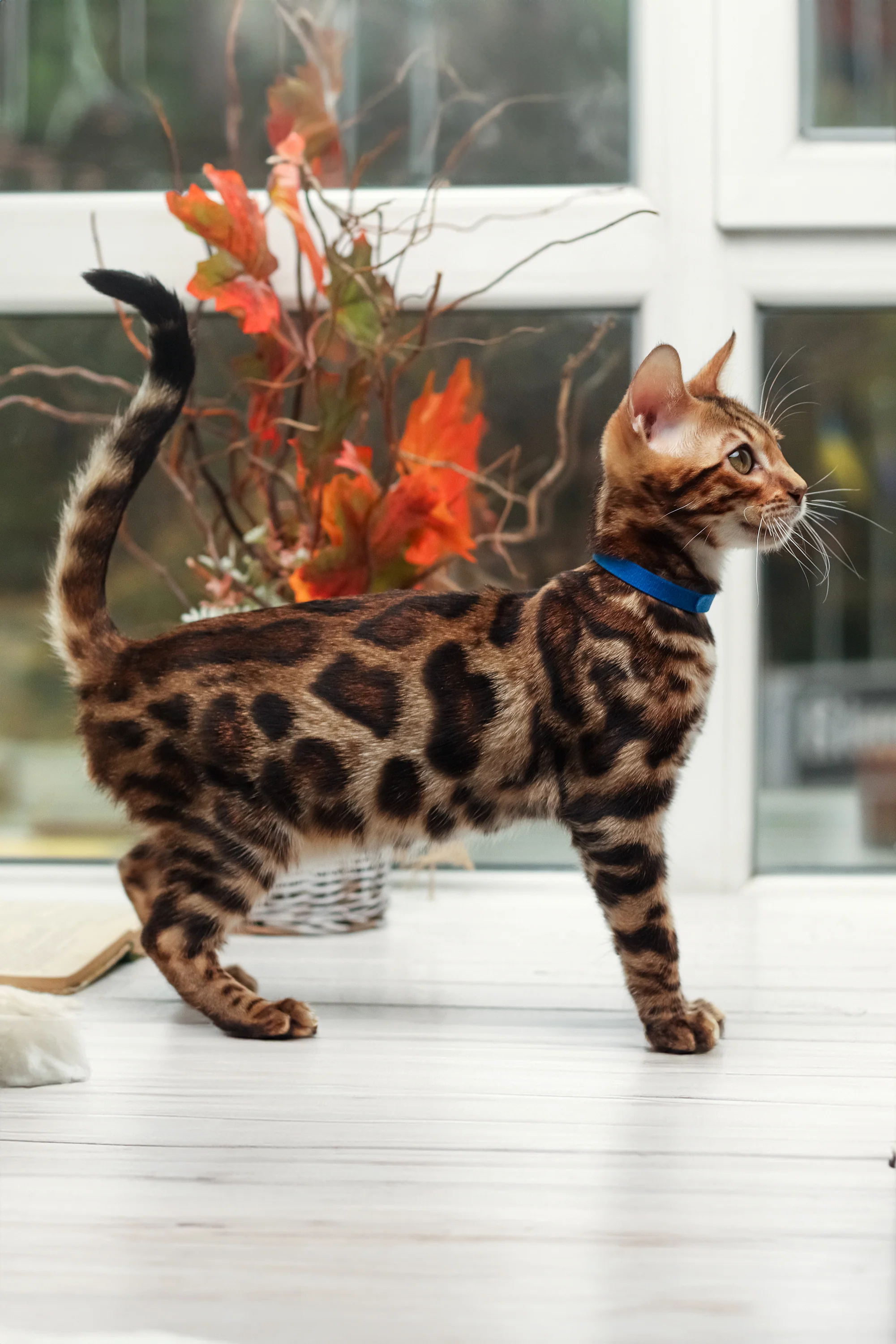 Lucas | Bengal Kitten - Image 8