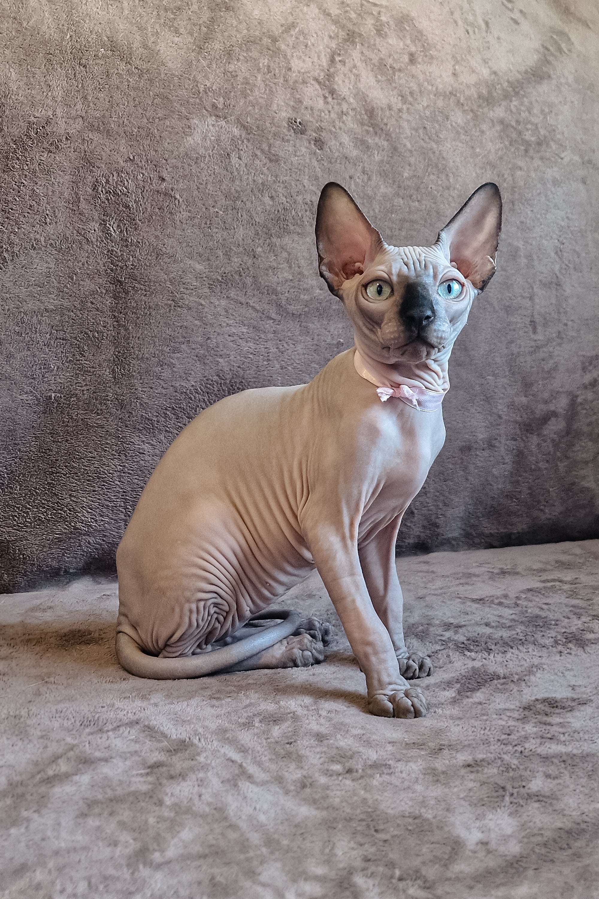 Lucas | Canadian Sphynx Kitten - Image 2