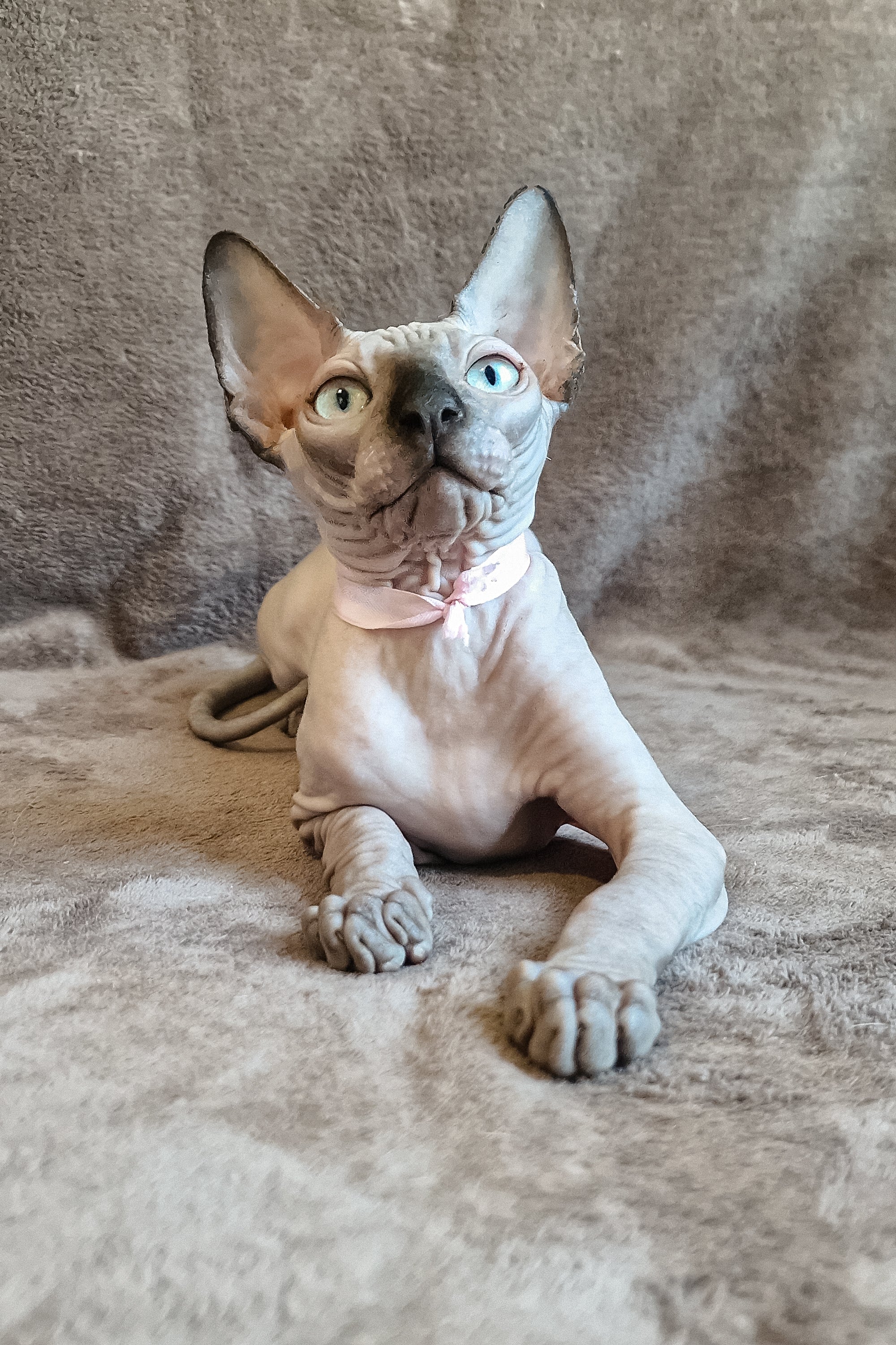 Lucas | Canadian Sphynx Kitten - Image 7