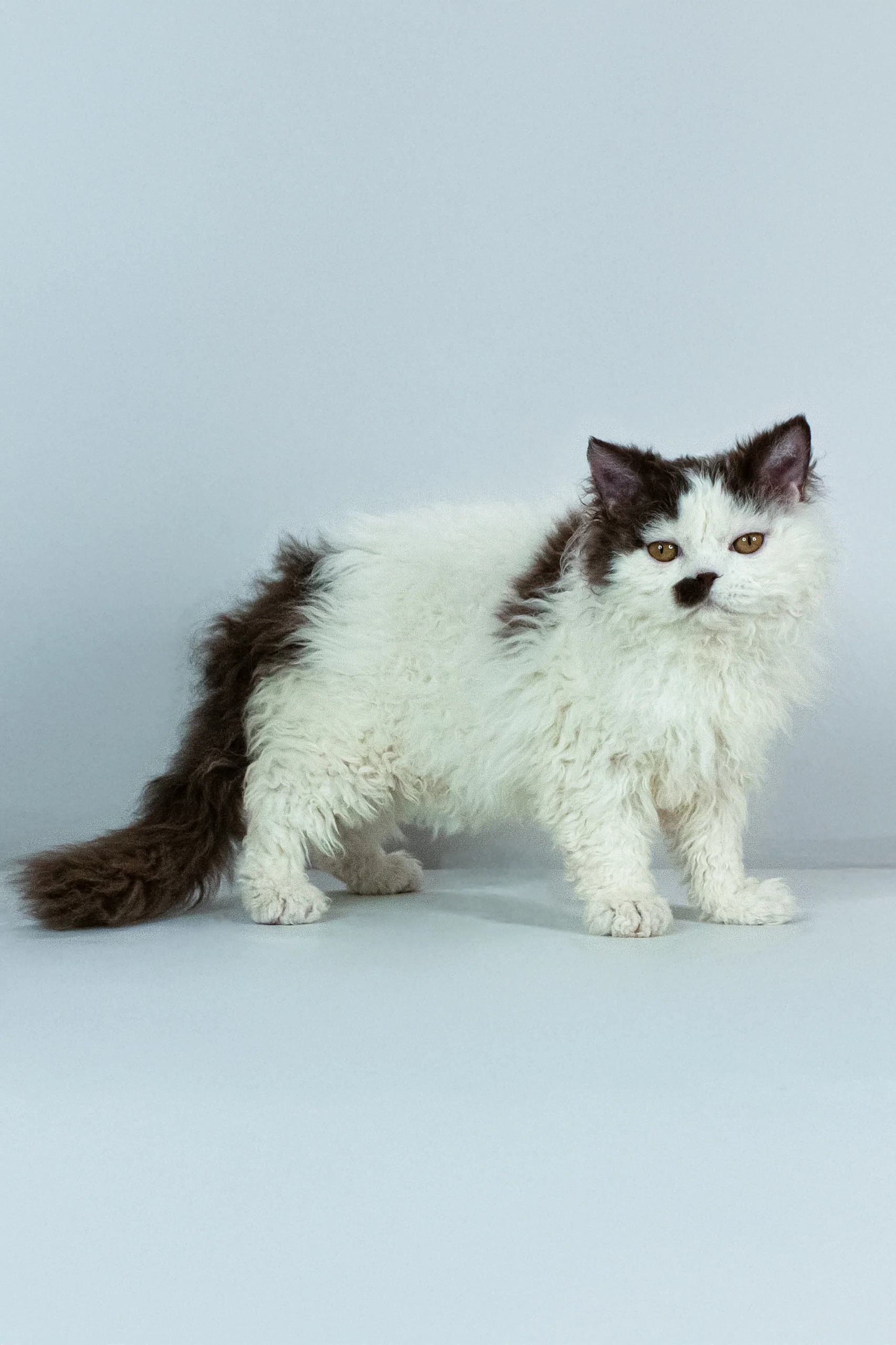 Lucas | Selkirk Rex Kitten - Image 7