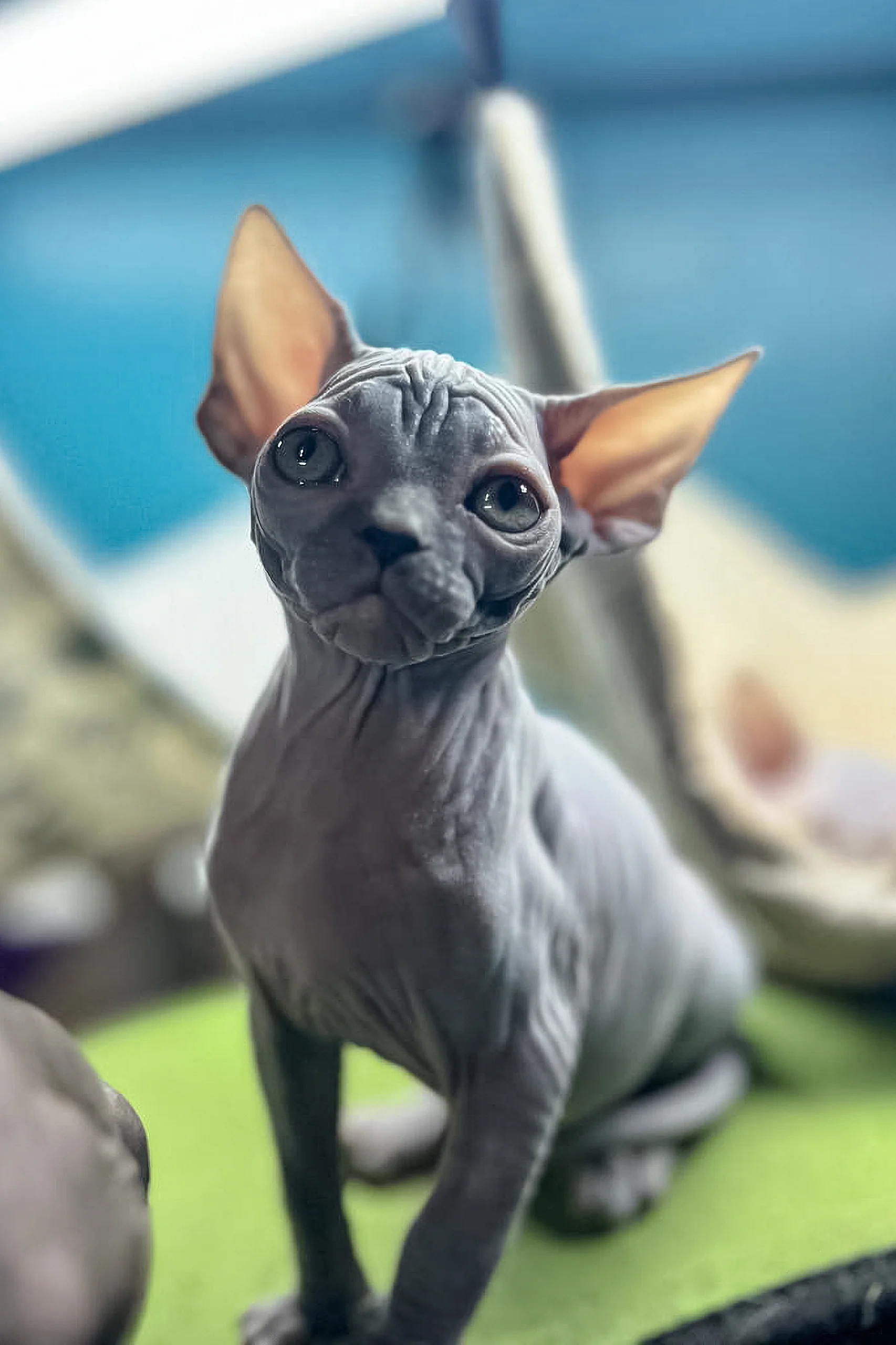 Luciano | Canadian Sphynx Kitten - Image 2