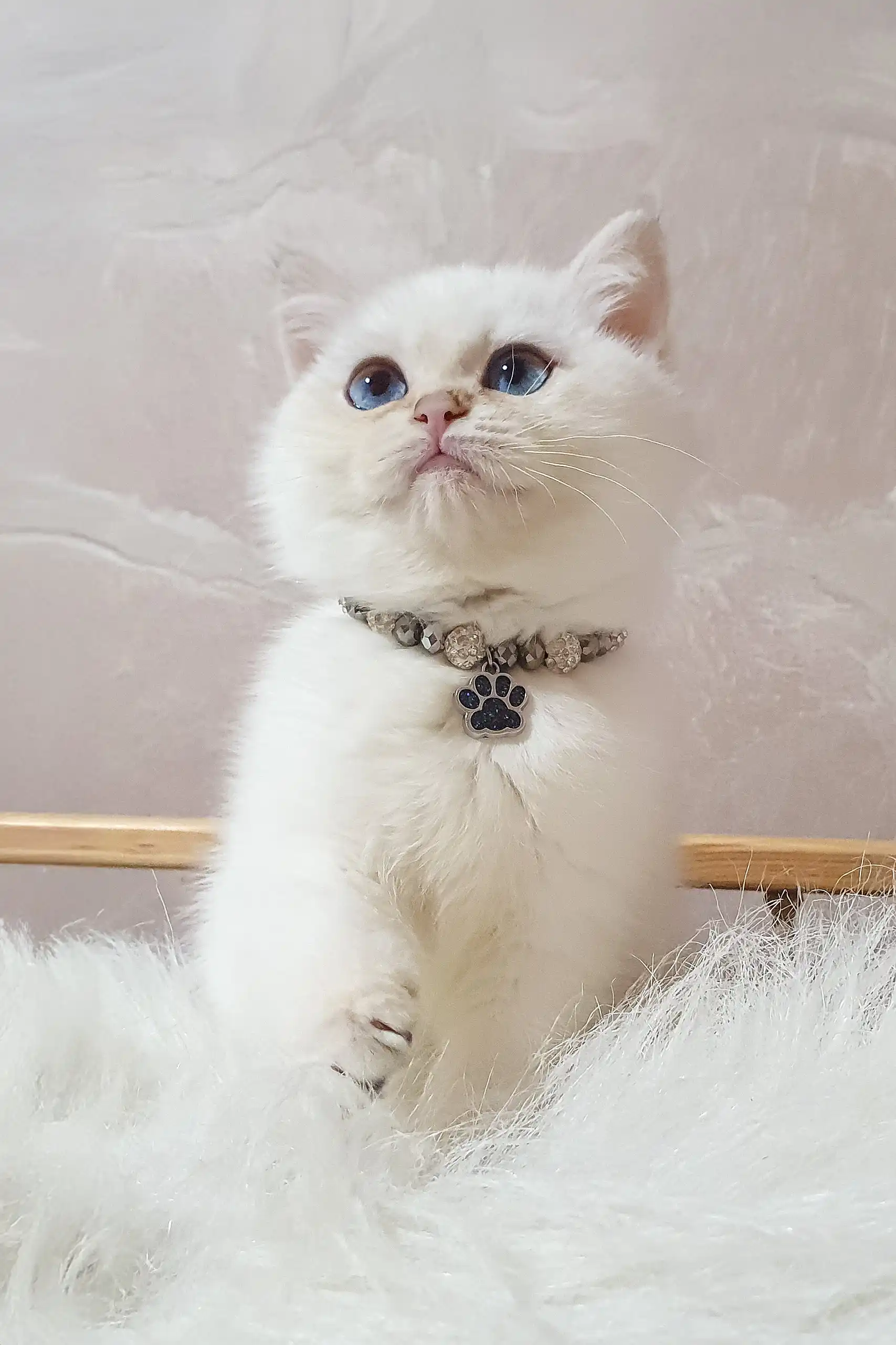 Lucija | British Shorthair Kitten - Image 3