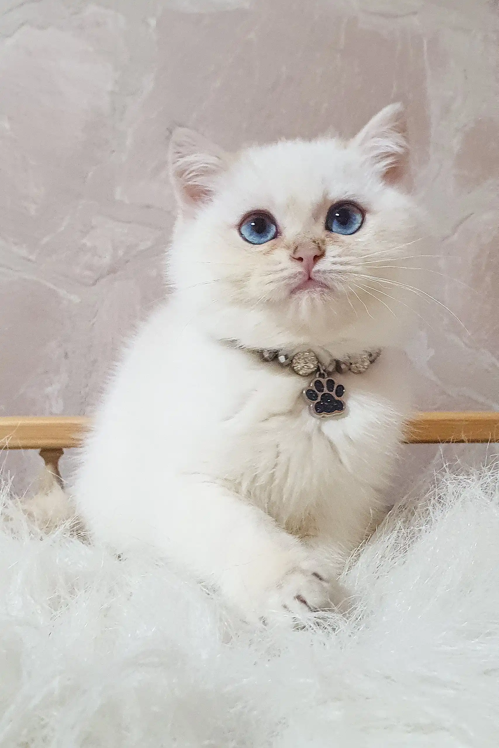 Lucija | British Shorthair Kitten - Image 5