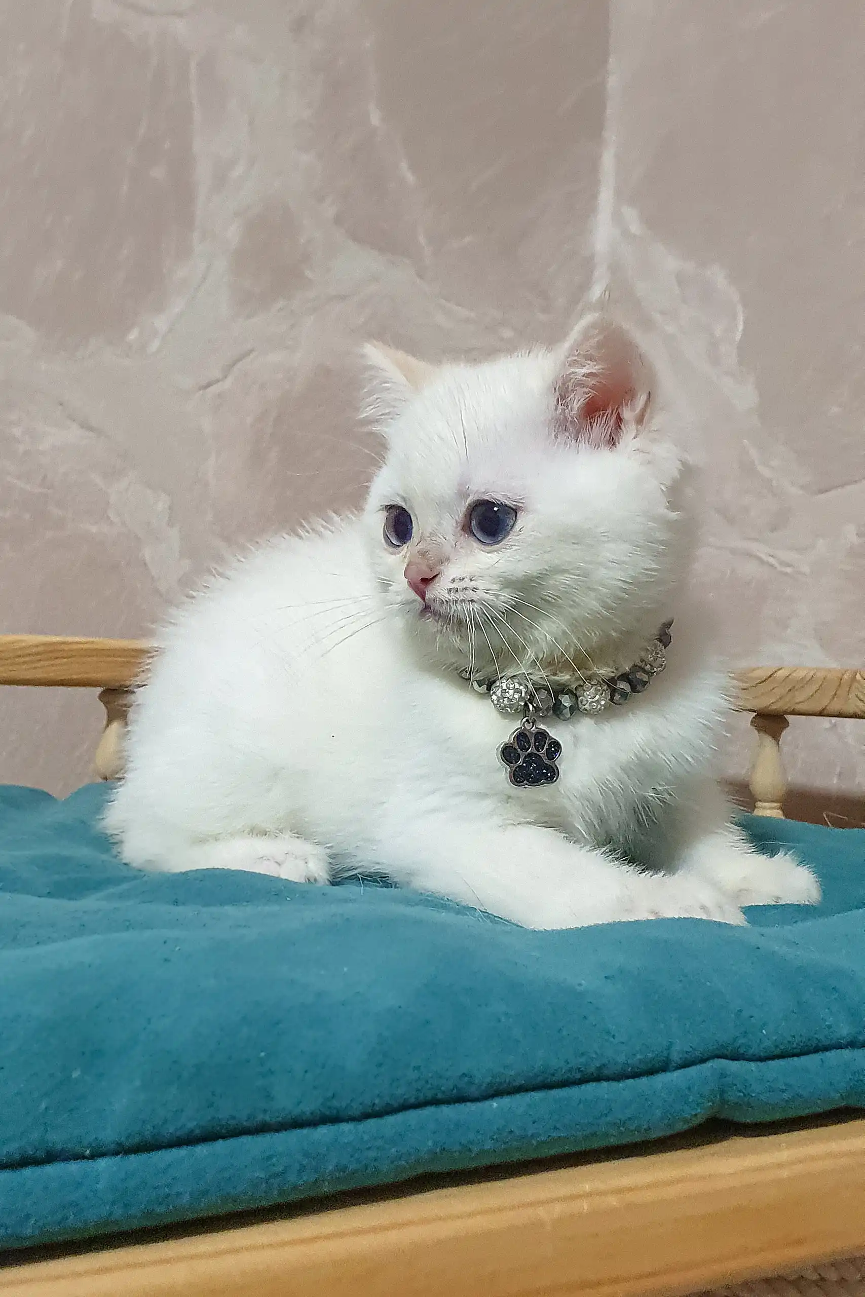 Lucius | British Shorthair Kitten - Image 4