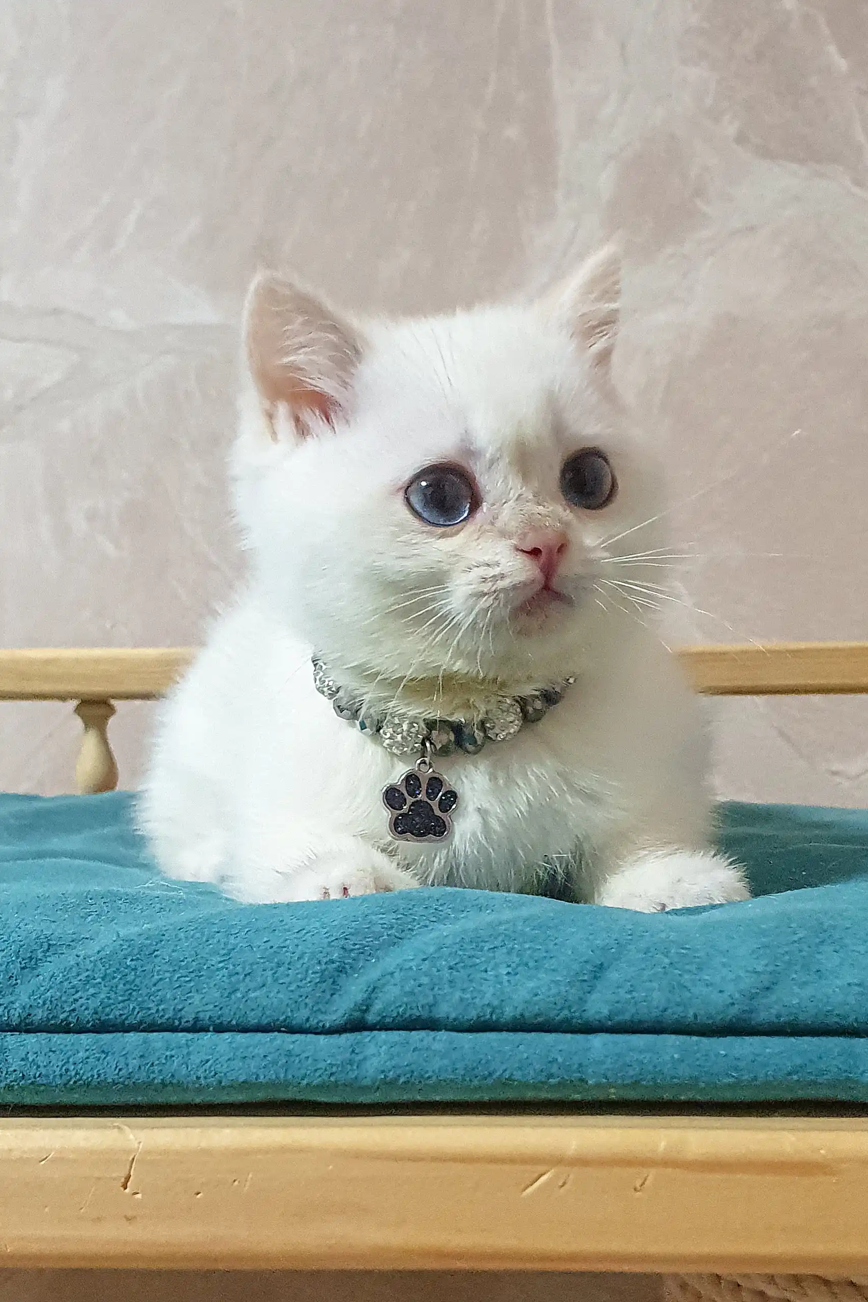 Lucius | British Shorthair Kitten - Image 5