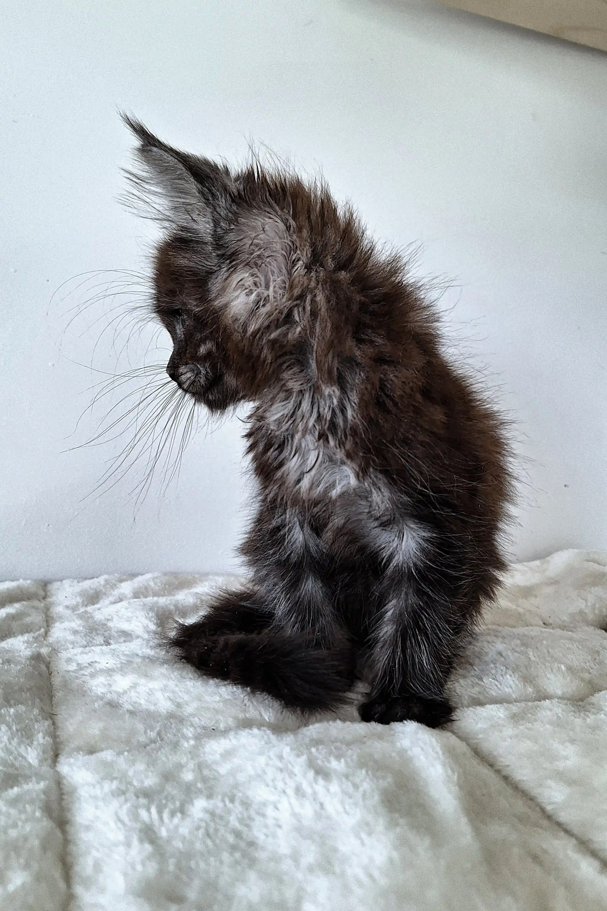 Lucky | Maine Coon Kitten - Image 5
