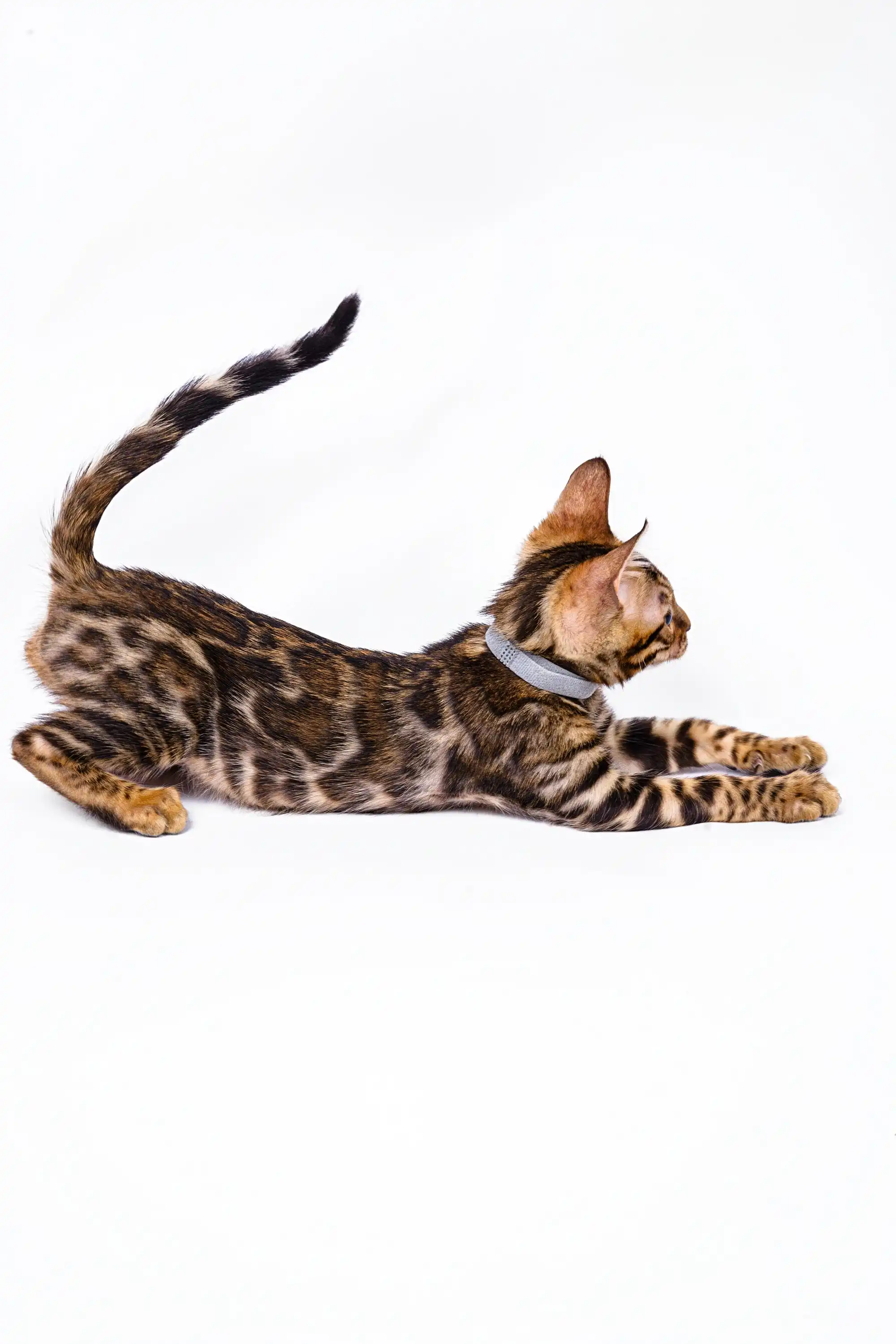 Luke | Bengal Kitten - Image 15