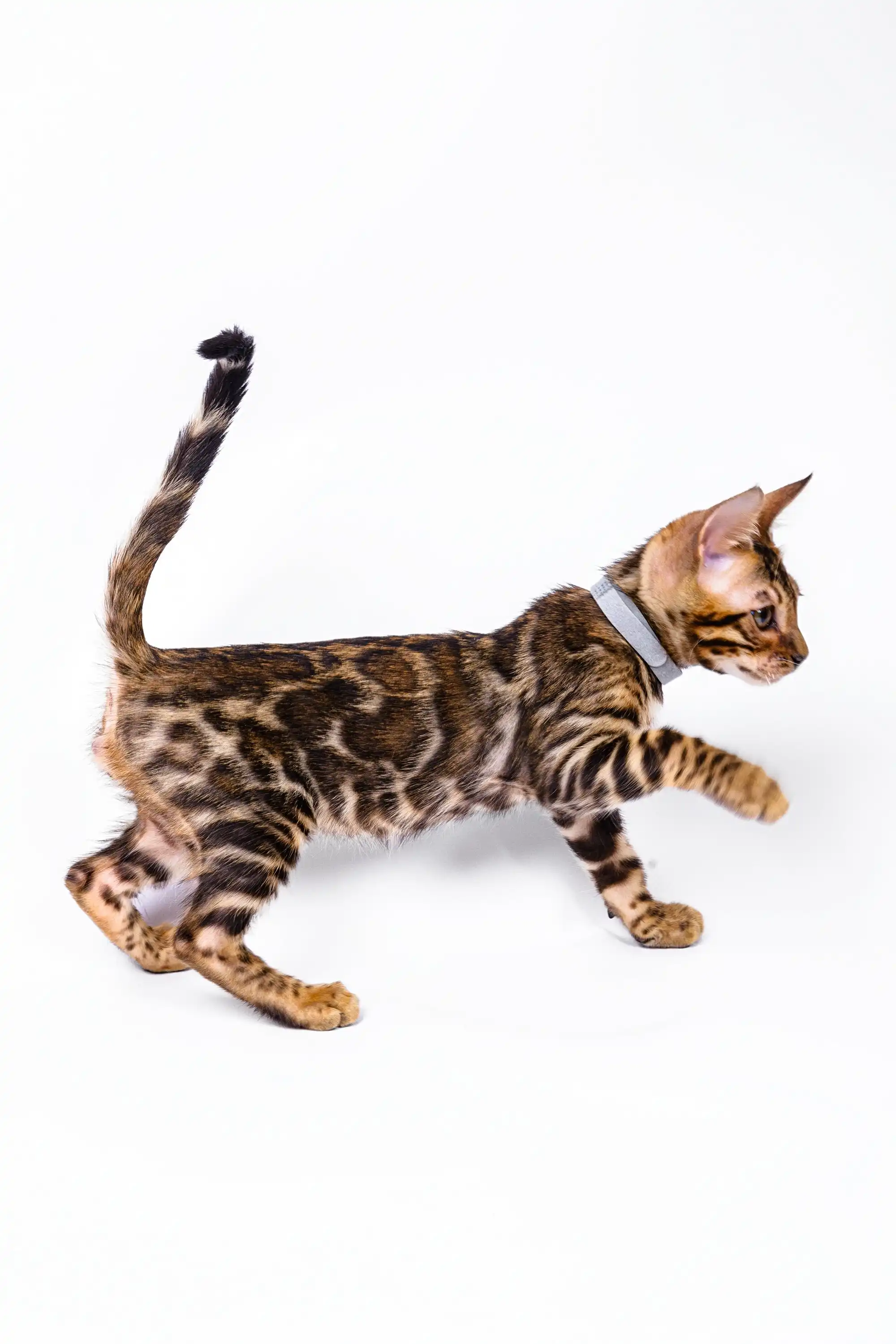 Luke | Bengal Kitten - Image 16