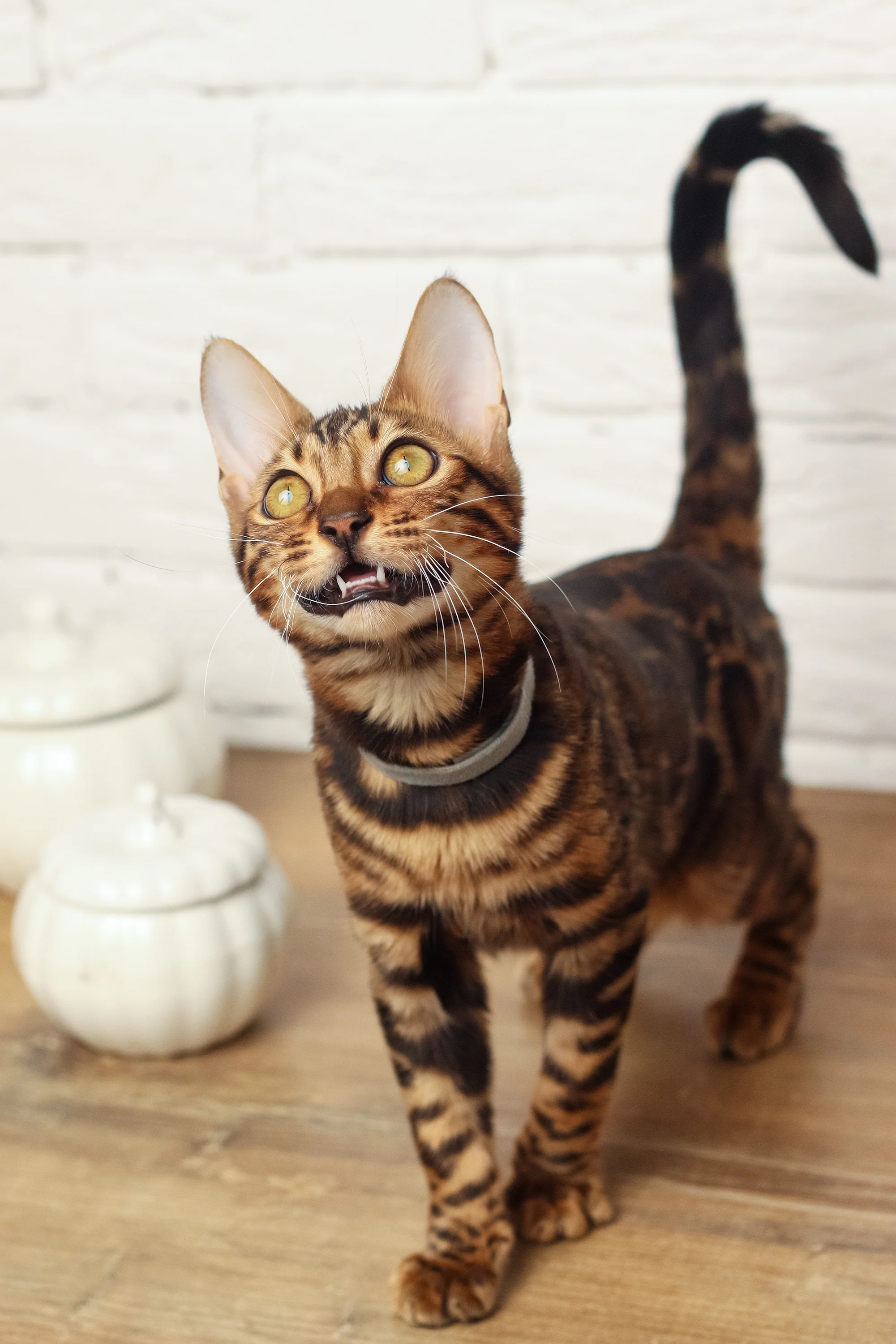 Luke | Bengal Kitten - Image 6