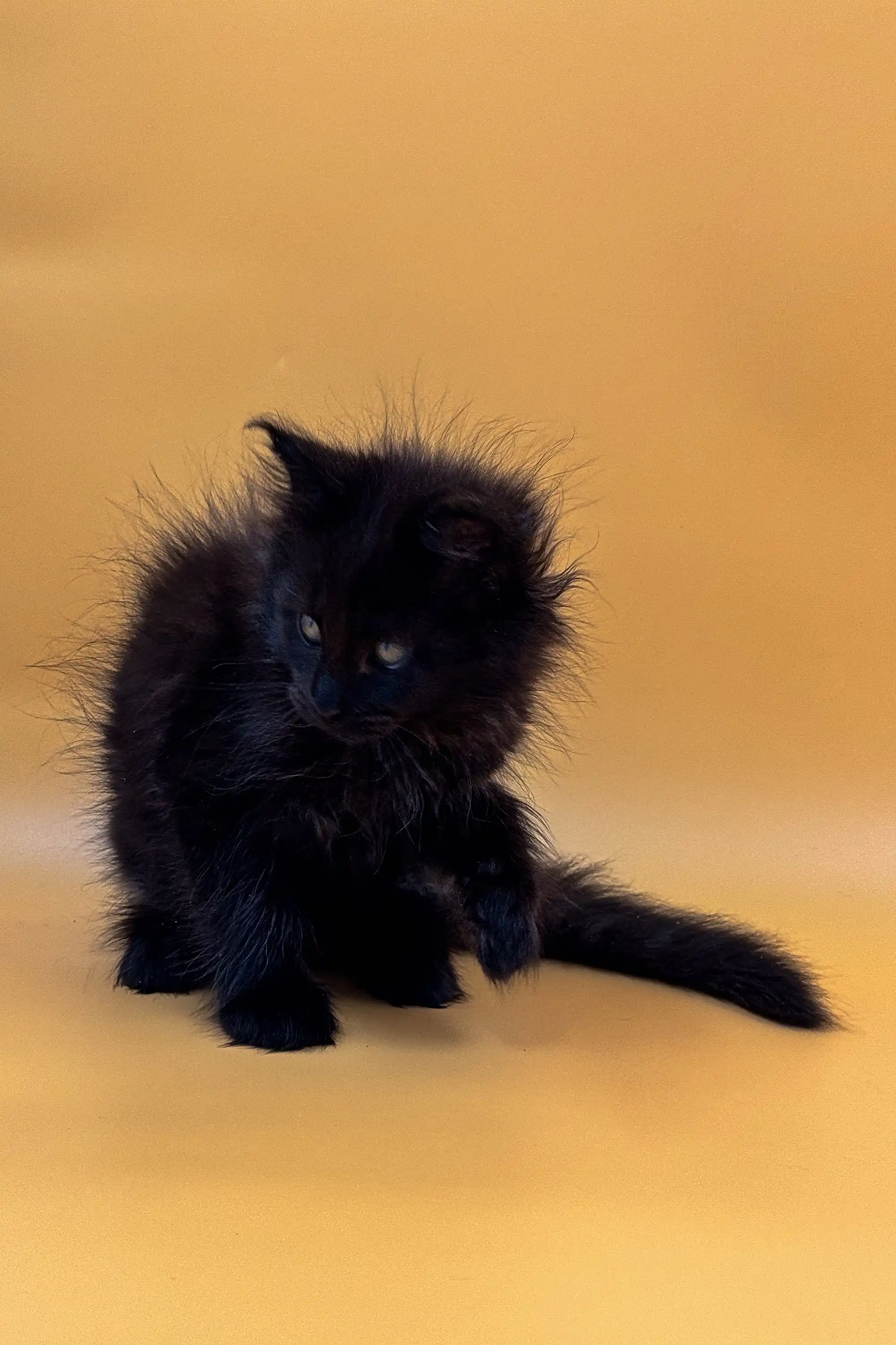 Luky | Maine Coon Kitten - Image 10
