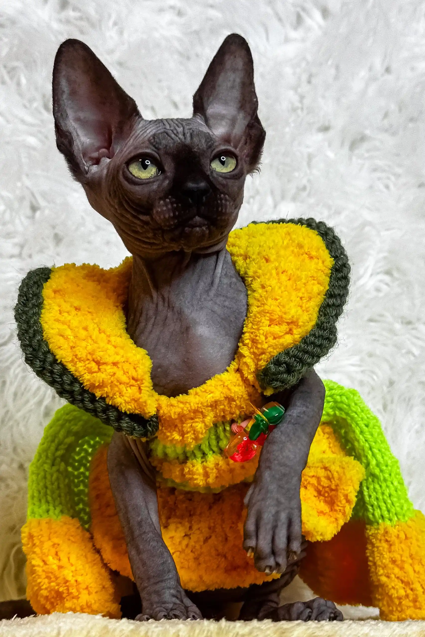 Luna | Canadian Sphynx Kitten - Image 9